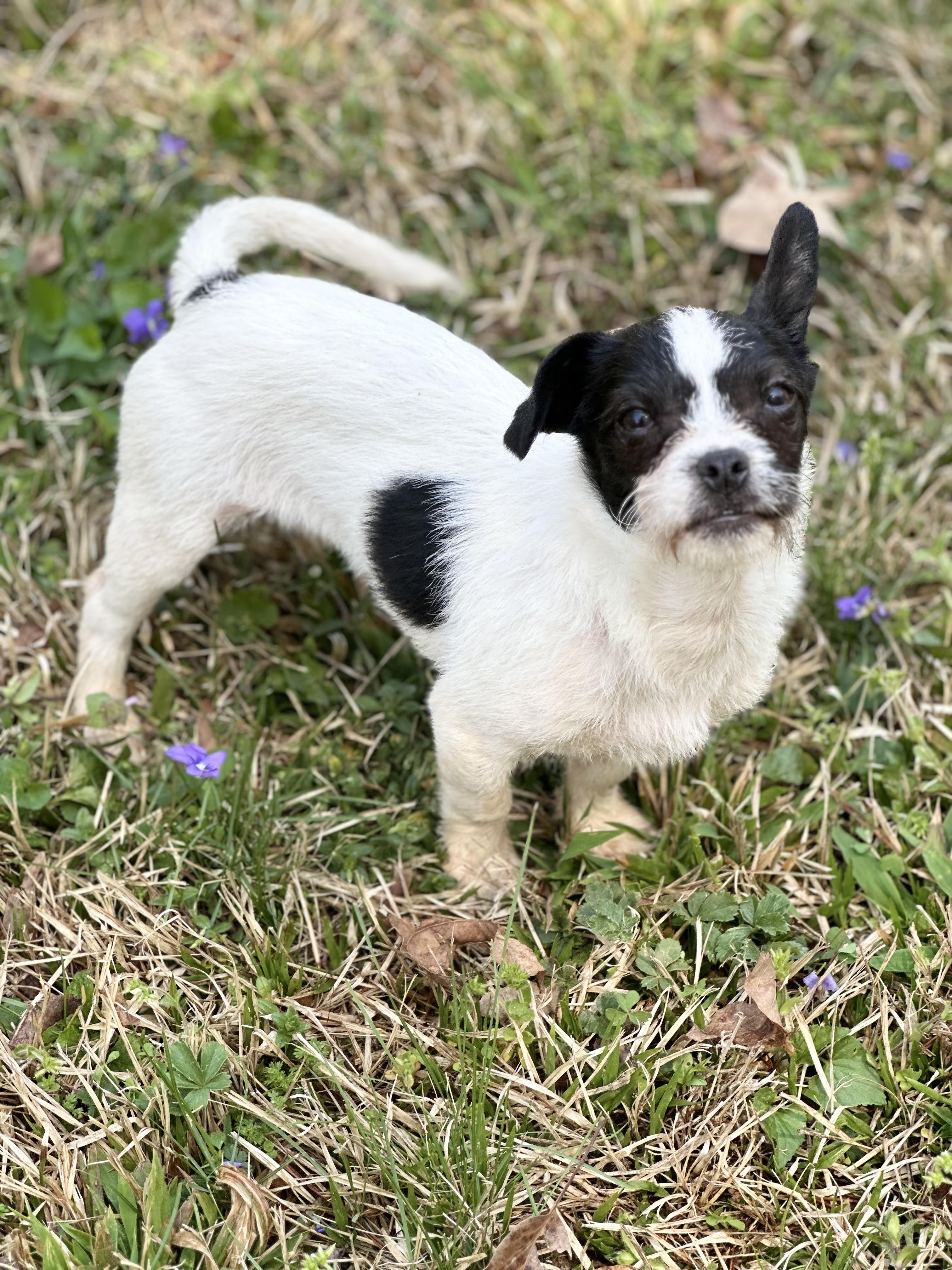Enlarge McLovin, a ADOPTABLE mixed breed in Maiden, NC image 2/2