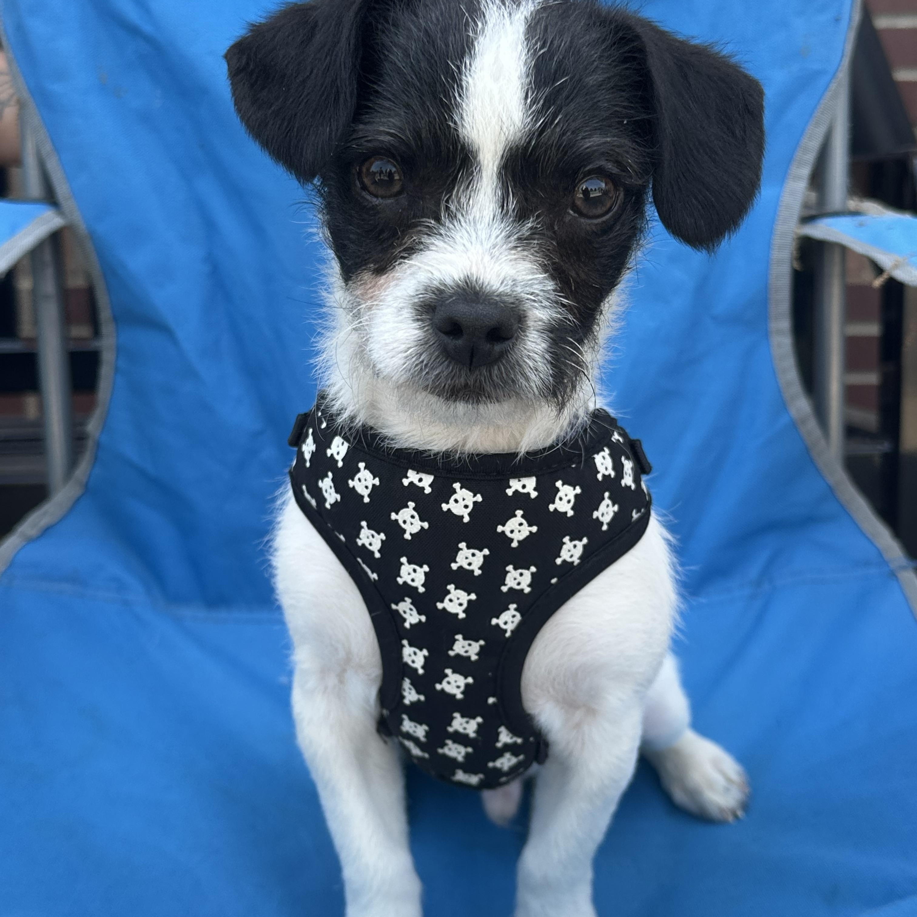 McLovin, ADOPTABLE, Puppy Male Japanese Chin & Jack Russell Terrier.