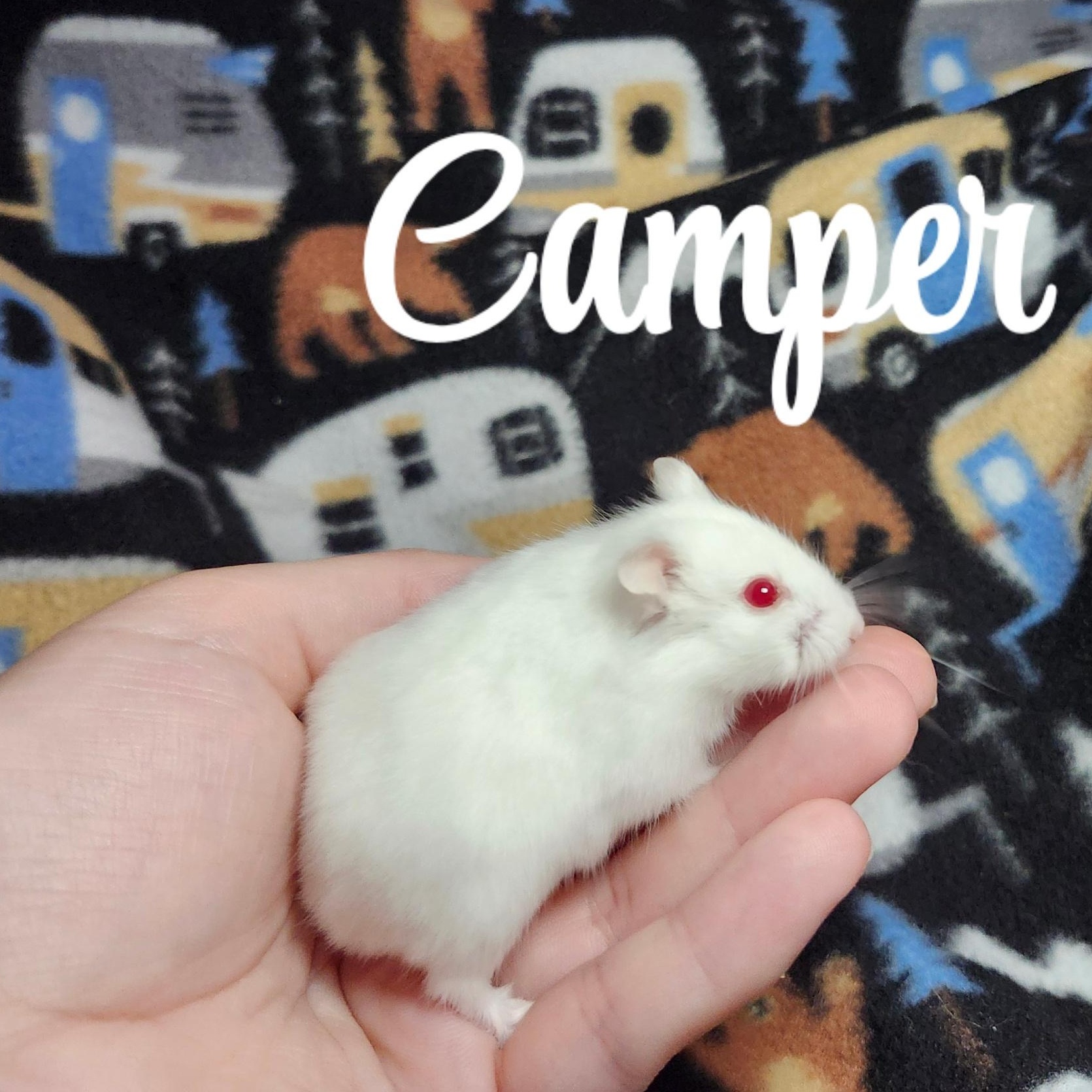Enlarge Camper, an adopted Hamster in West Chester, OH image 2/2