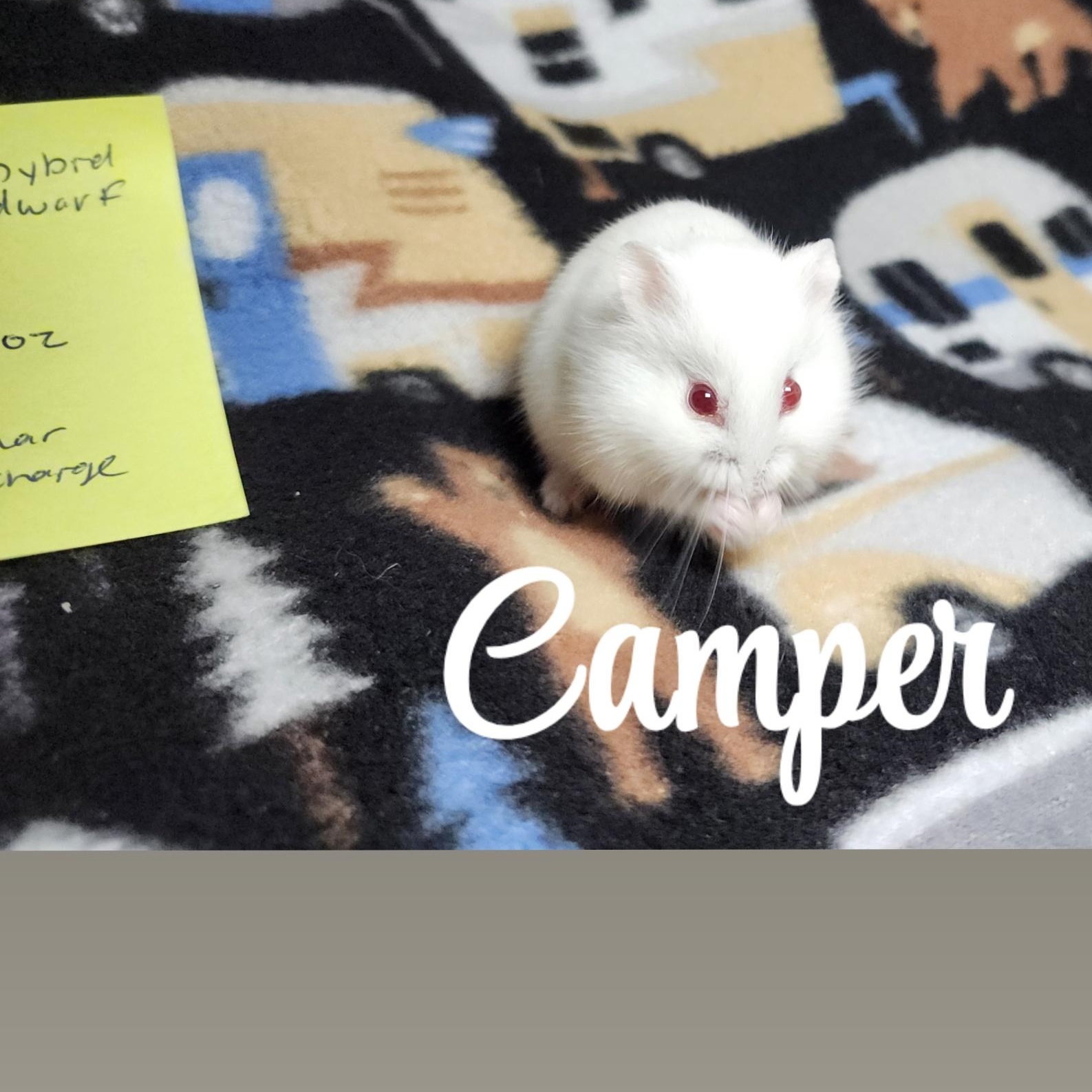 Camper, adopted, Baby Male Hamster.