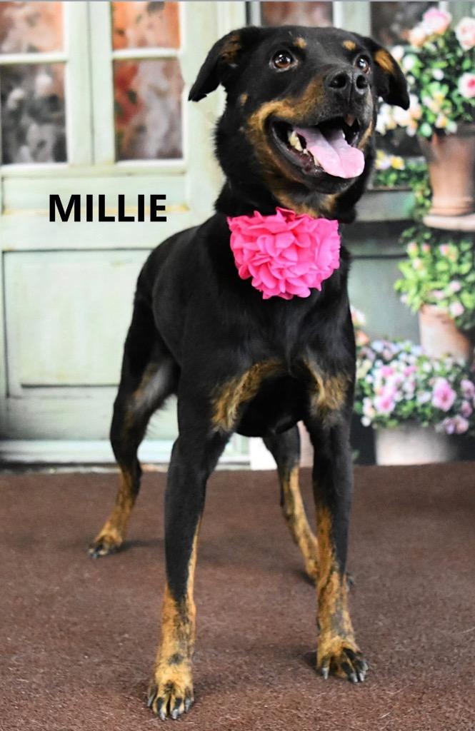 Millie, Adoptable, Adult Female Doberman Pinscher & Shepherd.