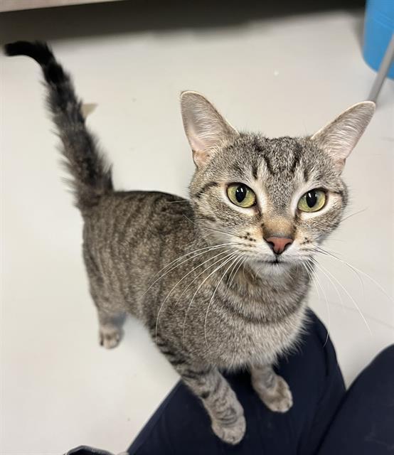 CHI CHI, Adoptable, Adult Female Domestic Short Hair.