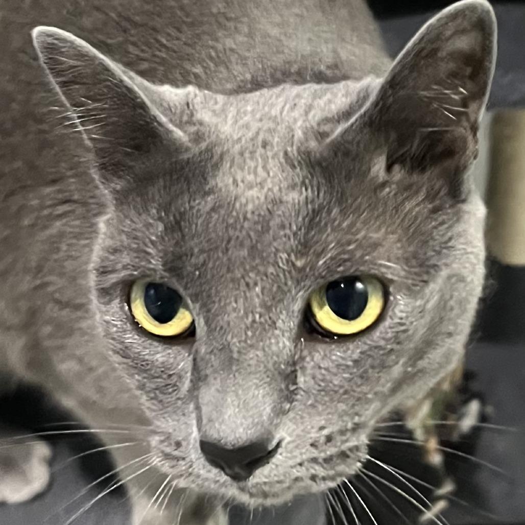 Penelope, Adoptable, Adult Female Domestic Short Hair.