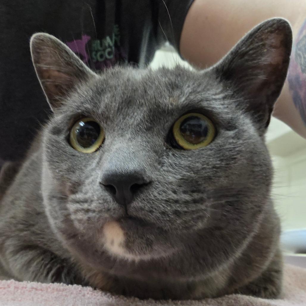 Enlarge Penelope, a Adoptable Domestic Short Hair in Murray, UT image 2/3