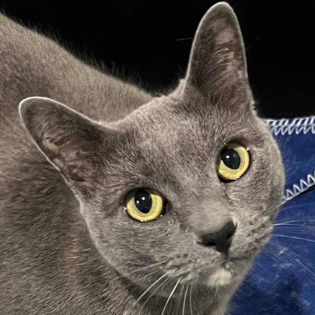 Enlarge Penelope, a Adoptable Domestic Short Hair in Murray, UT image 3/3