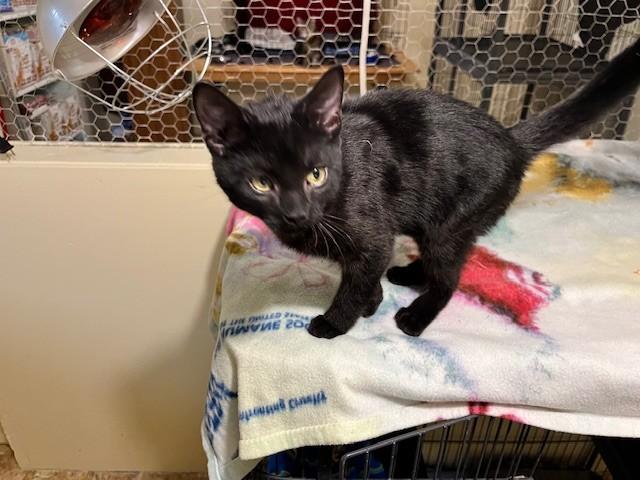 ebony, ADOPTABLE, Young Female Domestic Short Hair.