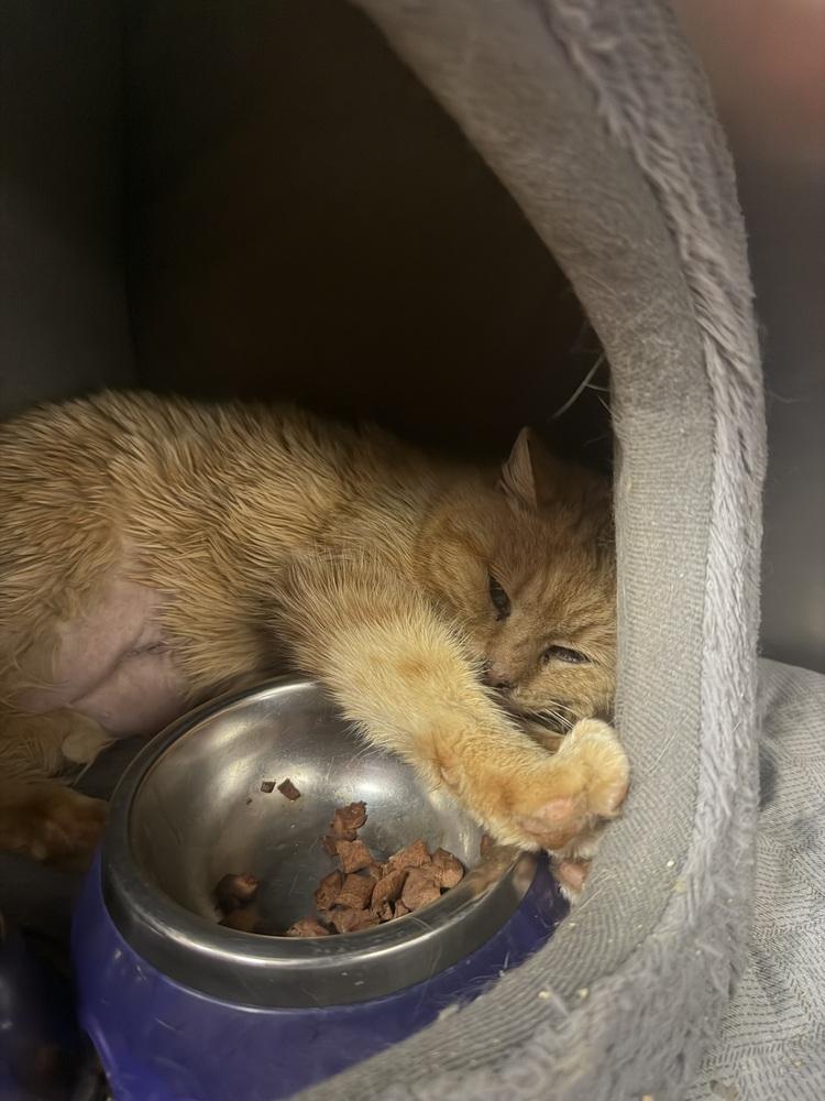 Butterball, Adoptable, Senior Female Domestic Medium Hair.