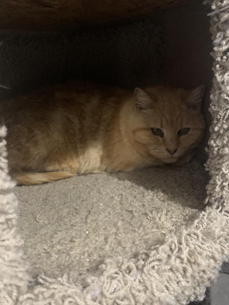 Enlarge Butterball, a Adoptable Domestic Medium Hair in Salmon, ID image 2/5
