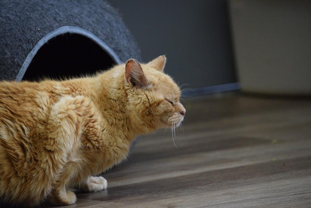 Enlarge Butterball, a Adoptable Domestic Medium Hair in Salmon, ID image 3/5