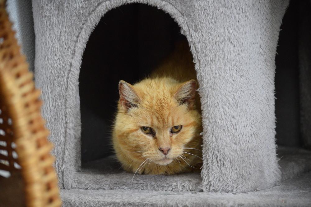Enlarge Butterball, a Adoptable Domestic Medium Hair in Salmon, ID image 4/5