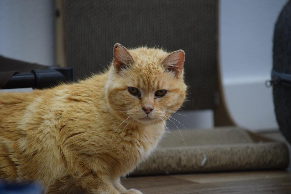 Enlarge Butterball, a Adoptable Domestic Medium Hair in Salmon, ID image 5/5