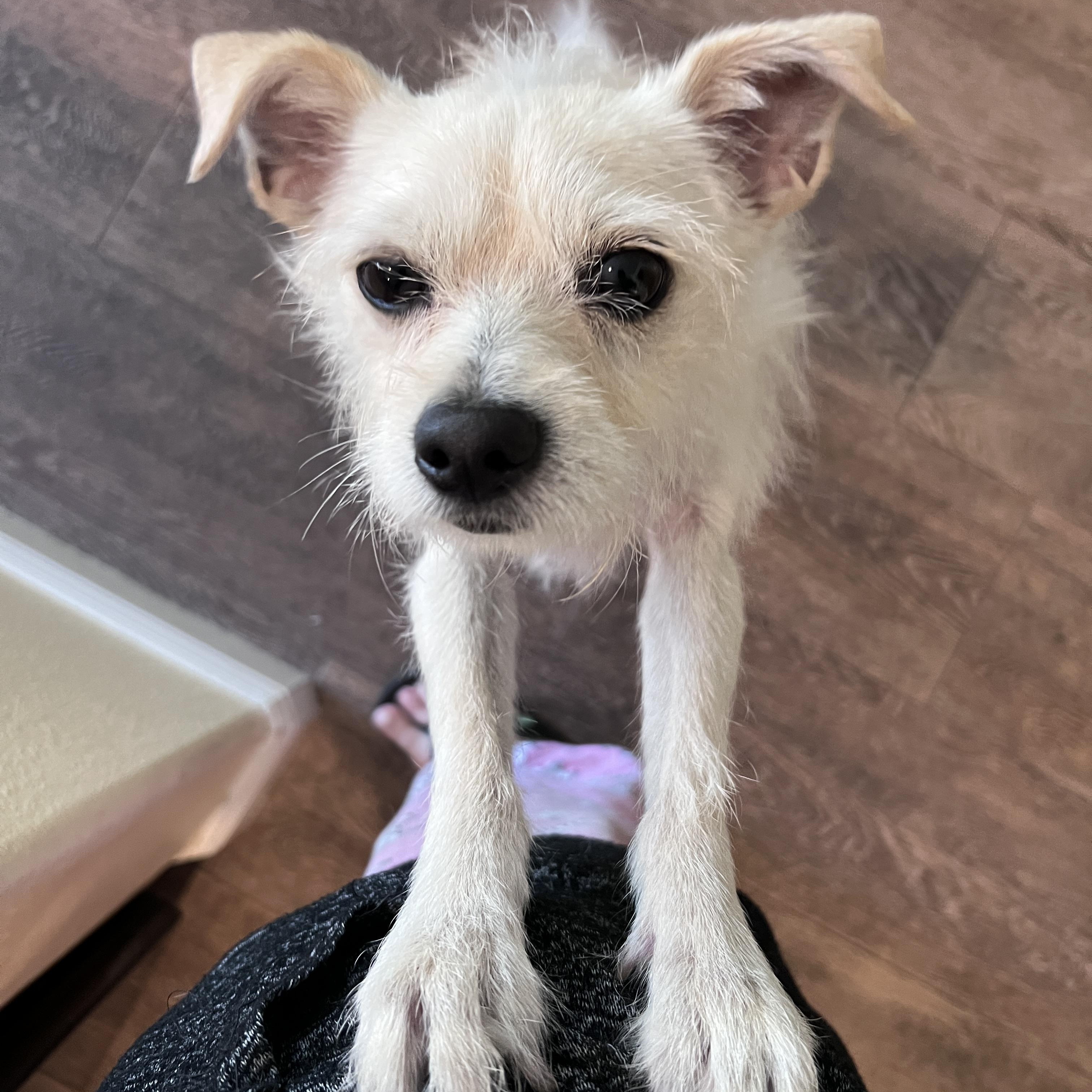 Enlarge Shelby, a ADOPTABLE mixed breed in Corona Del Mar, CA image 5/6