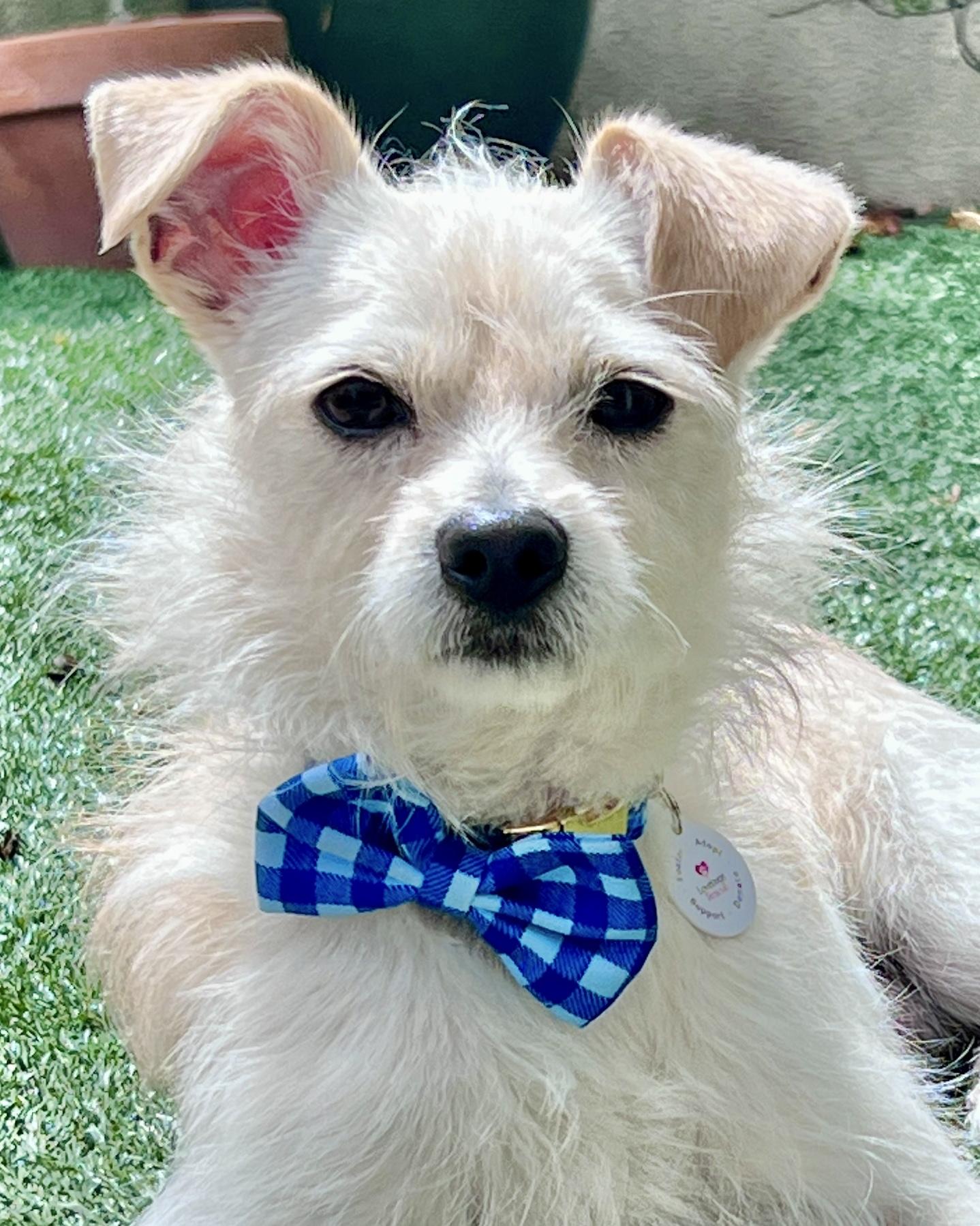 Enlarge Shelby, a ADOPTABLE mixed breed in Corona Del Mar, CA image 1/6