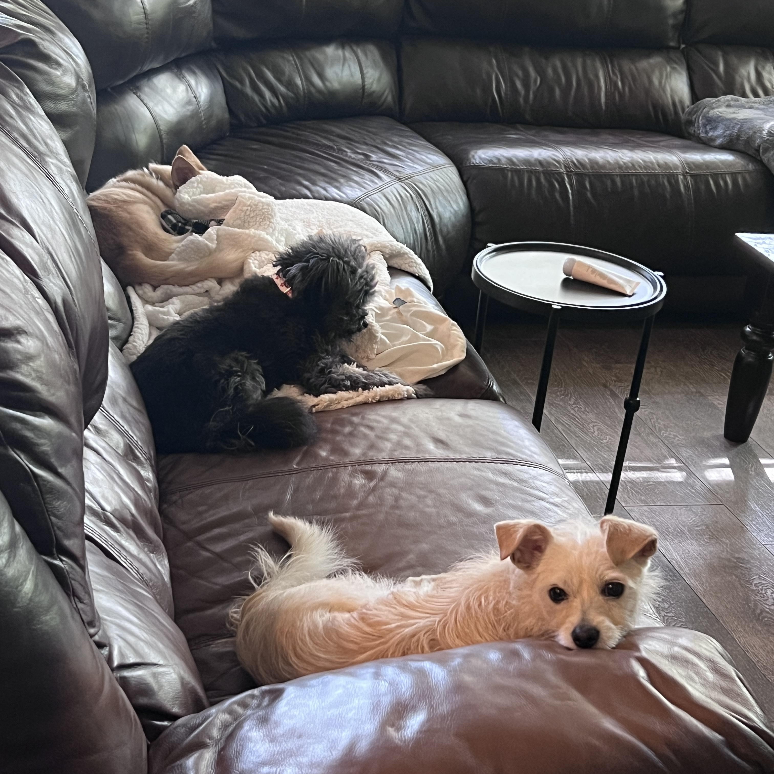 Enlarge Shelby, a ADOPTABLE mixed breed in Corona Del Mar, CA image 6/6