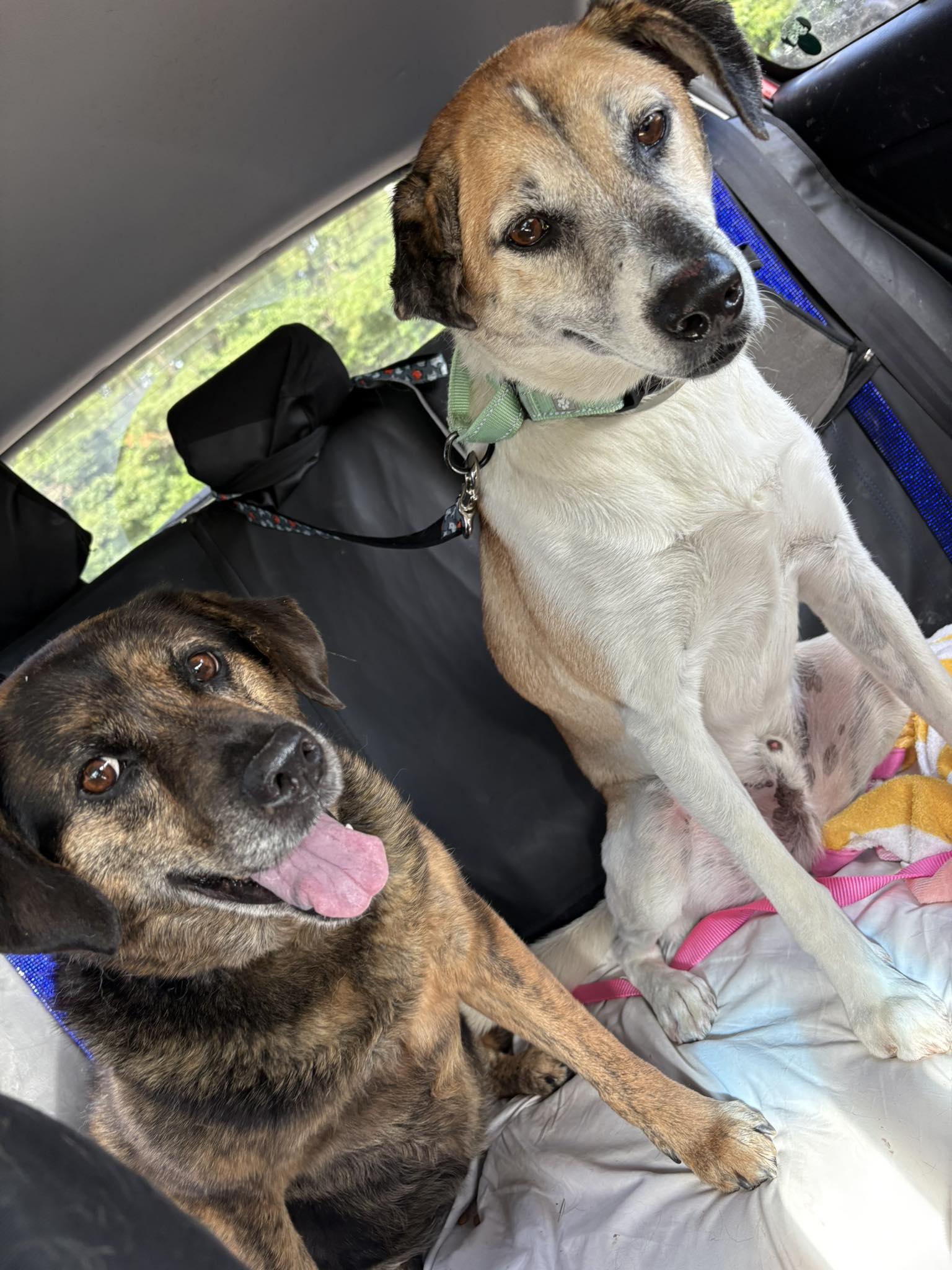 Enlarge TREY, a Adoptable Hound in Holbrook, NY image 1/3