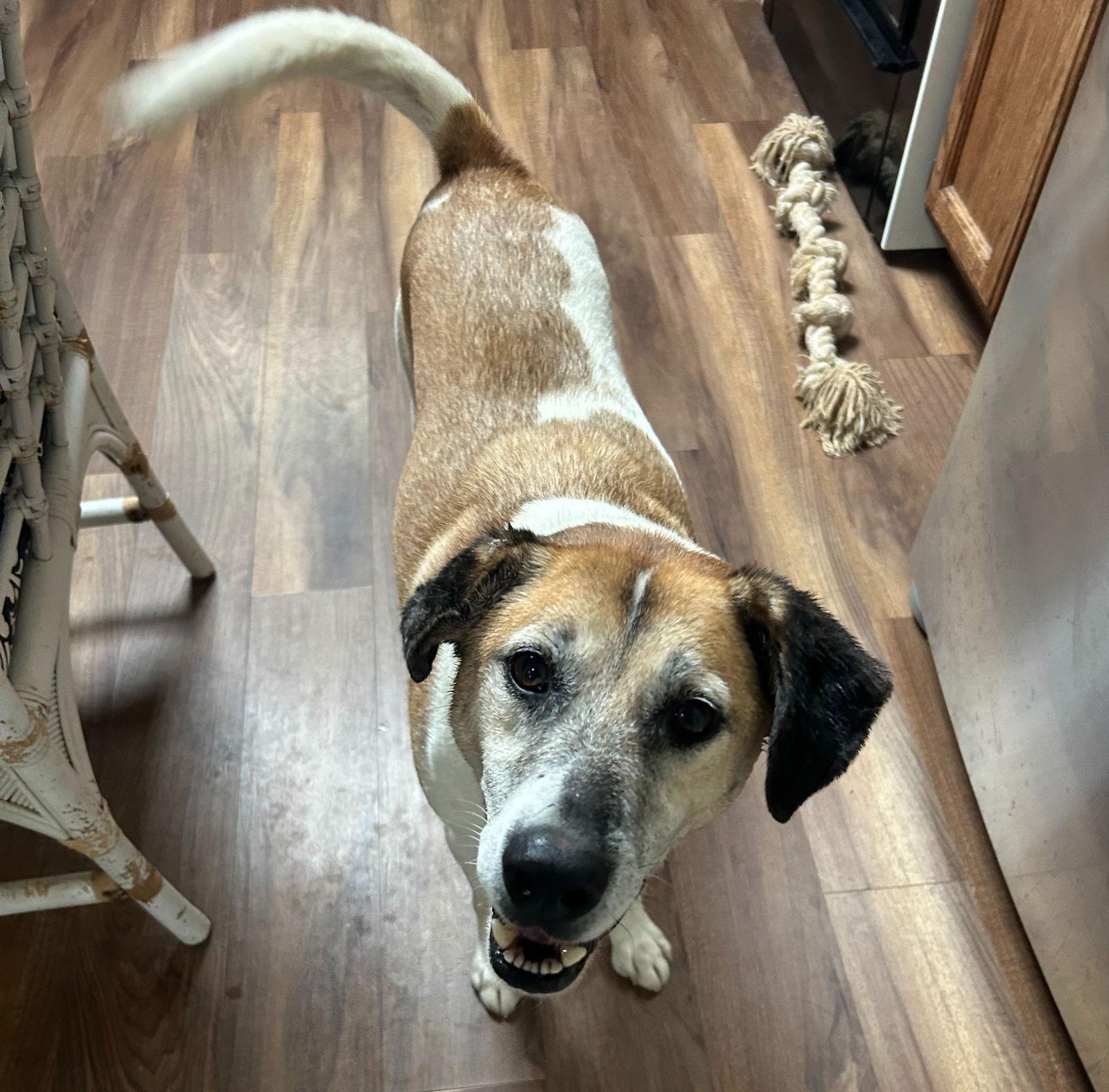 Enlarge TREY, a Adoptable Hound in Holbrook, NY image 3/3