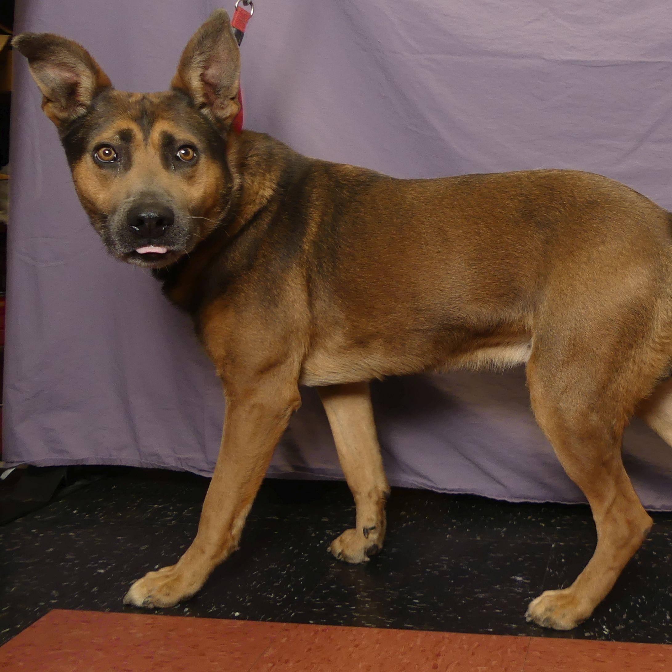 DOZER, a Adoptable mixed breed in Ukiah, CA image 1/3