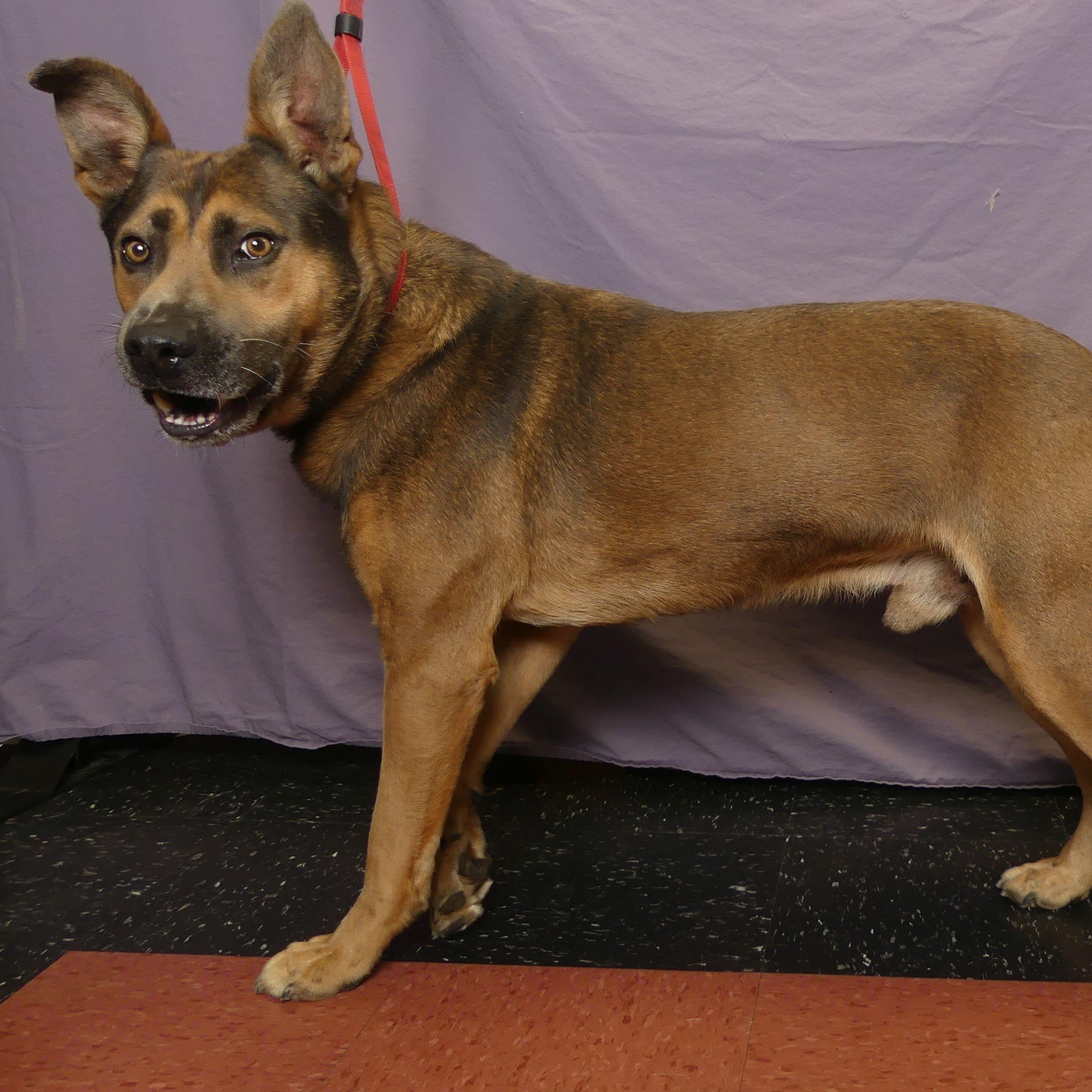 DOZER, a Adoptable mixed breed in Ukiah, CA image 2/3