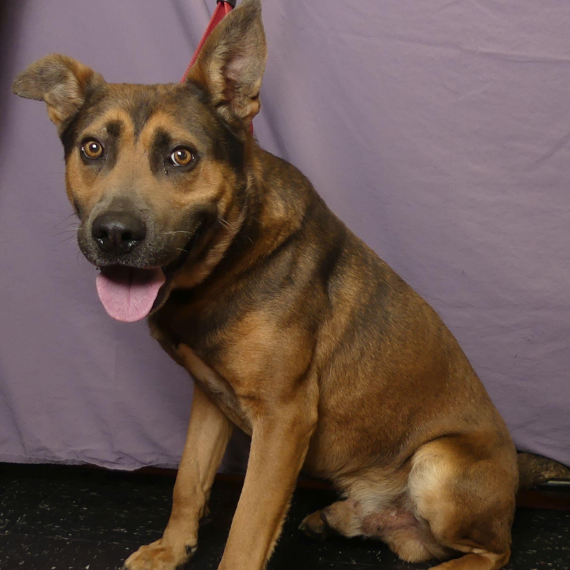 DOZER, a Adoptable mixed breed in Ukiah, CA image 3/3