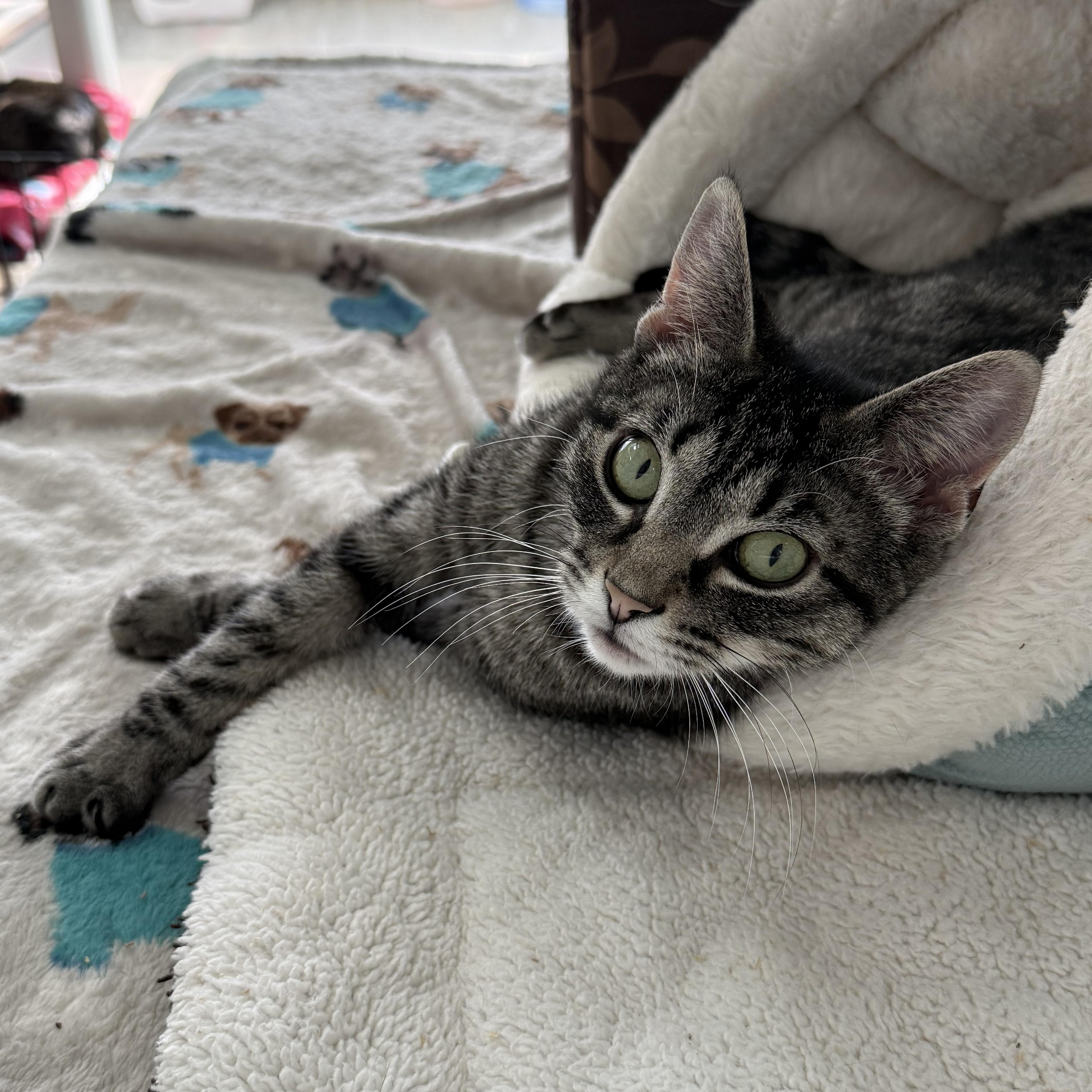 Enlarge Bacardi, a Adoptable mixed breed in West Milford, NJ image 1/6