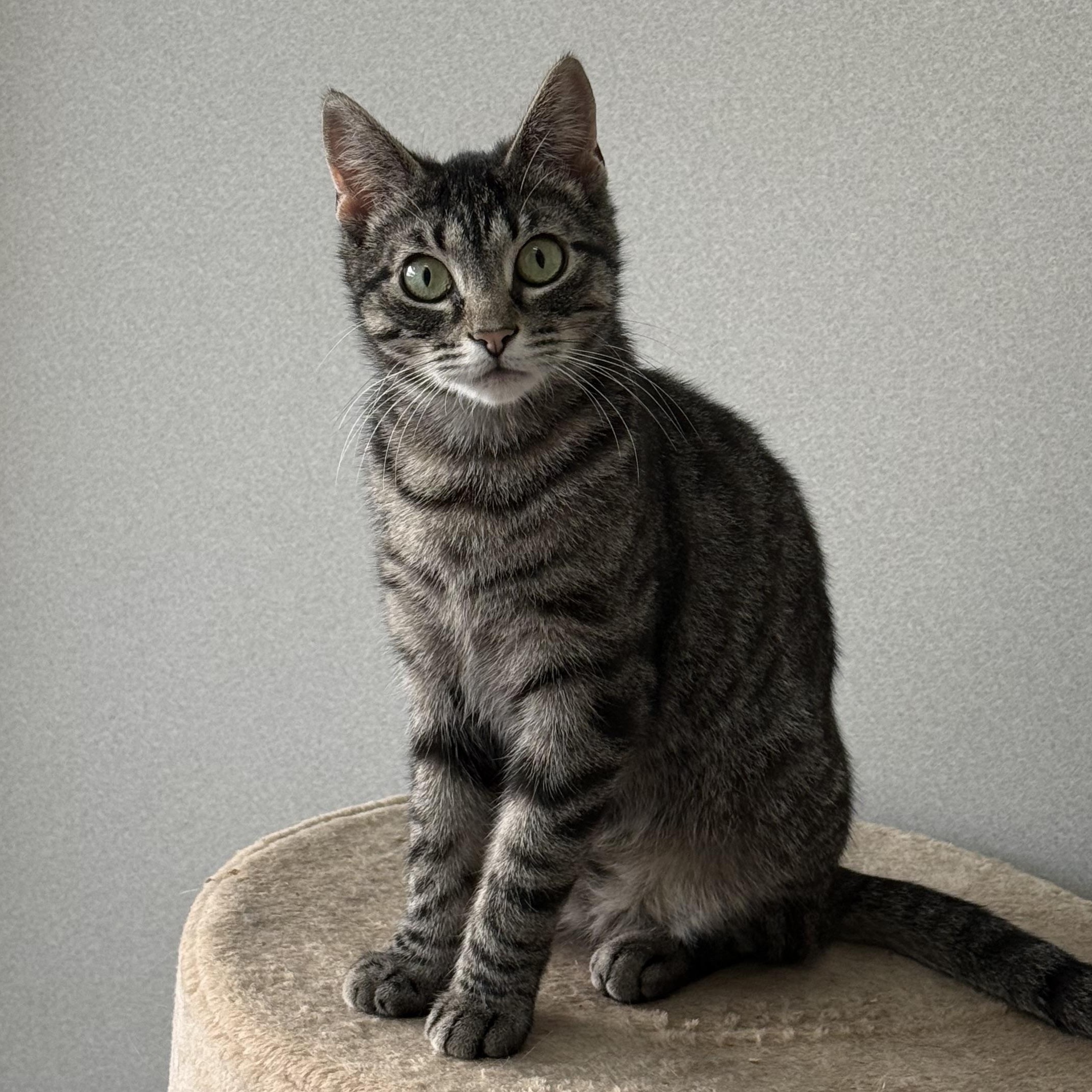 Enlarge Bacardi, a Adoptable mixed breed in West Milford, NJ image 2/6