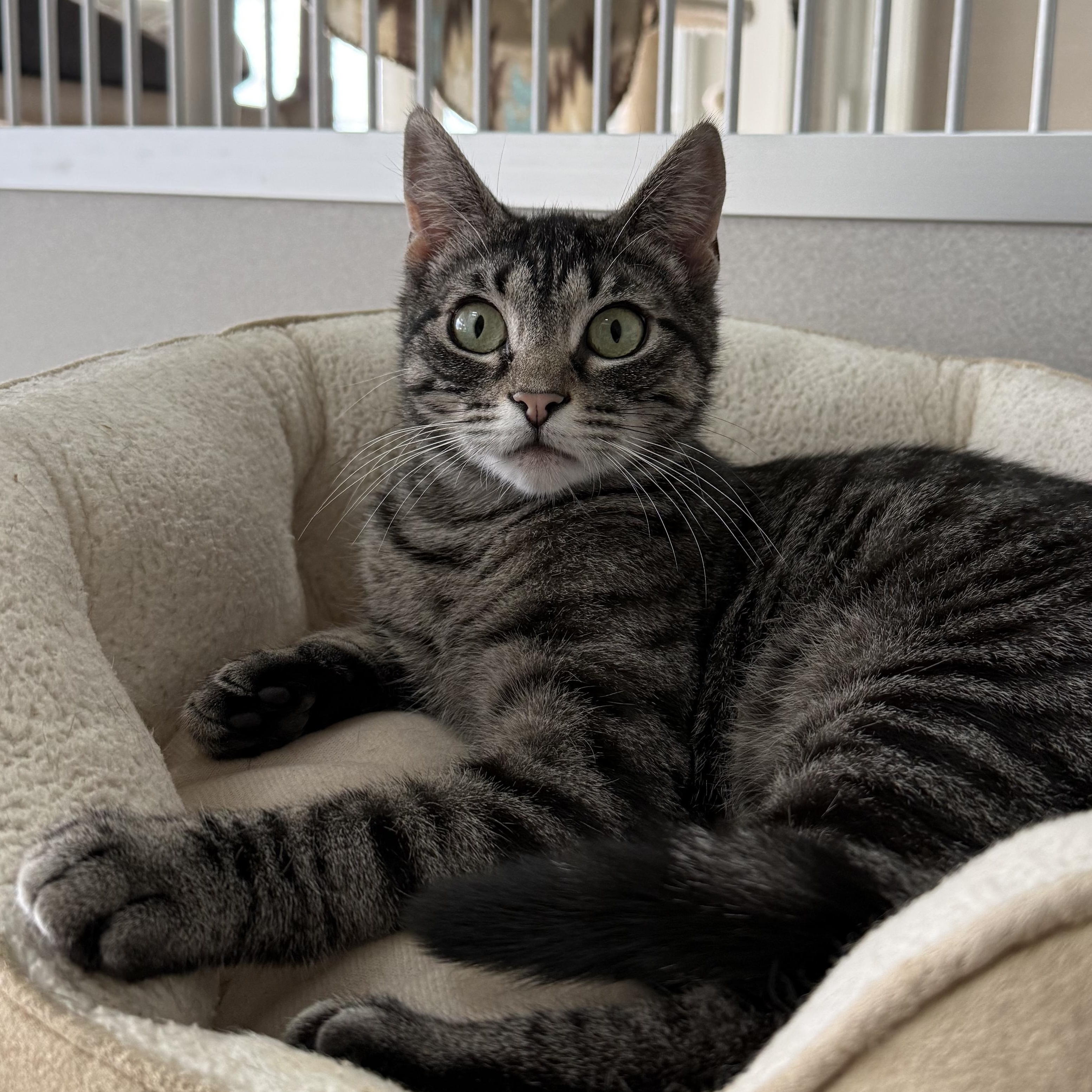 Enlarge Bacardi, a Adoptable mixed breed in West Milford, NJ image 4/6