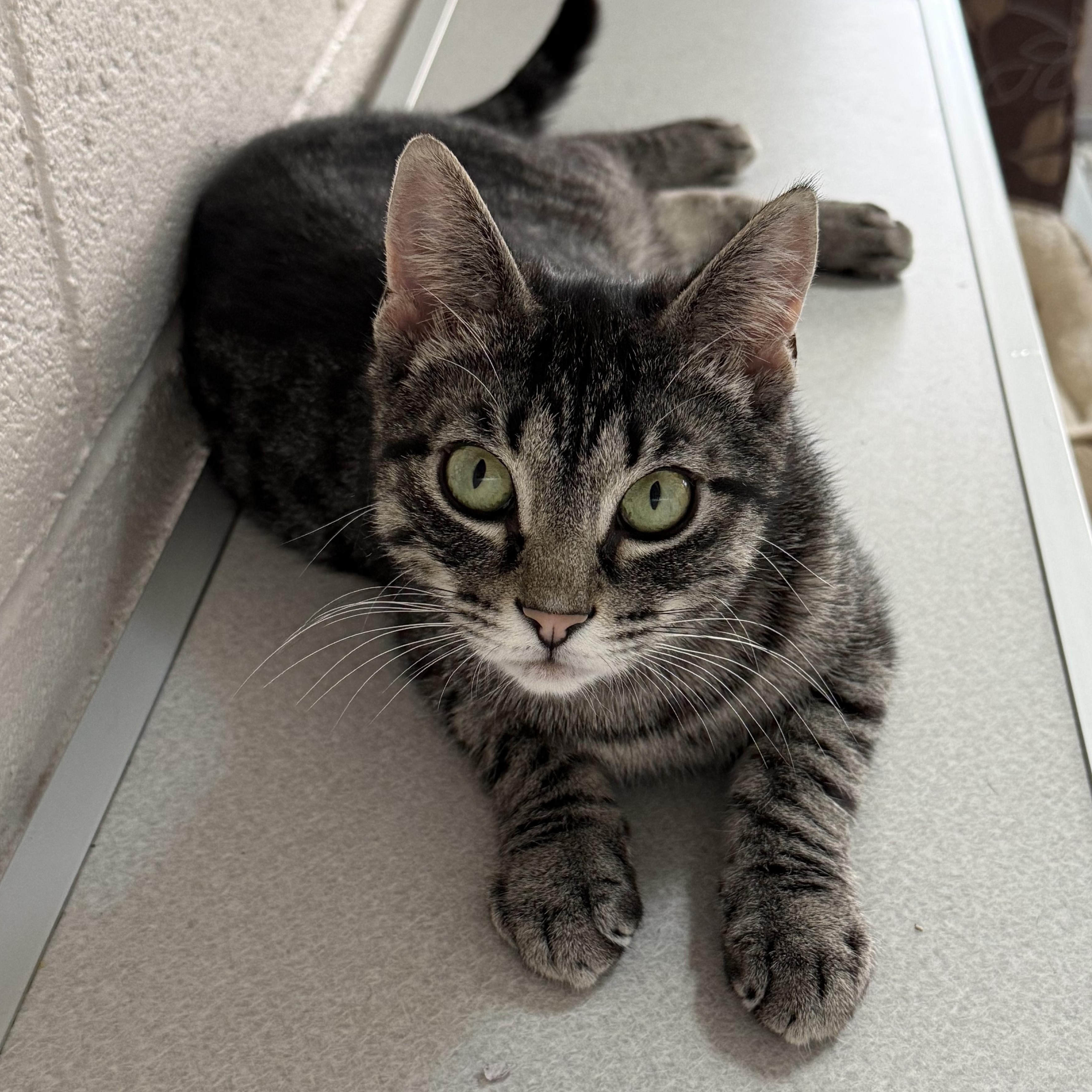 Enlarge Bacardi, a Adoptable mixed breed in West Milford, NJ image 5/6