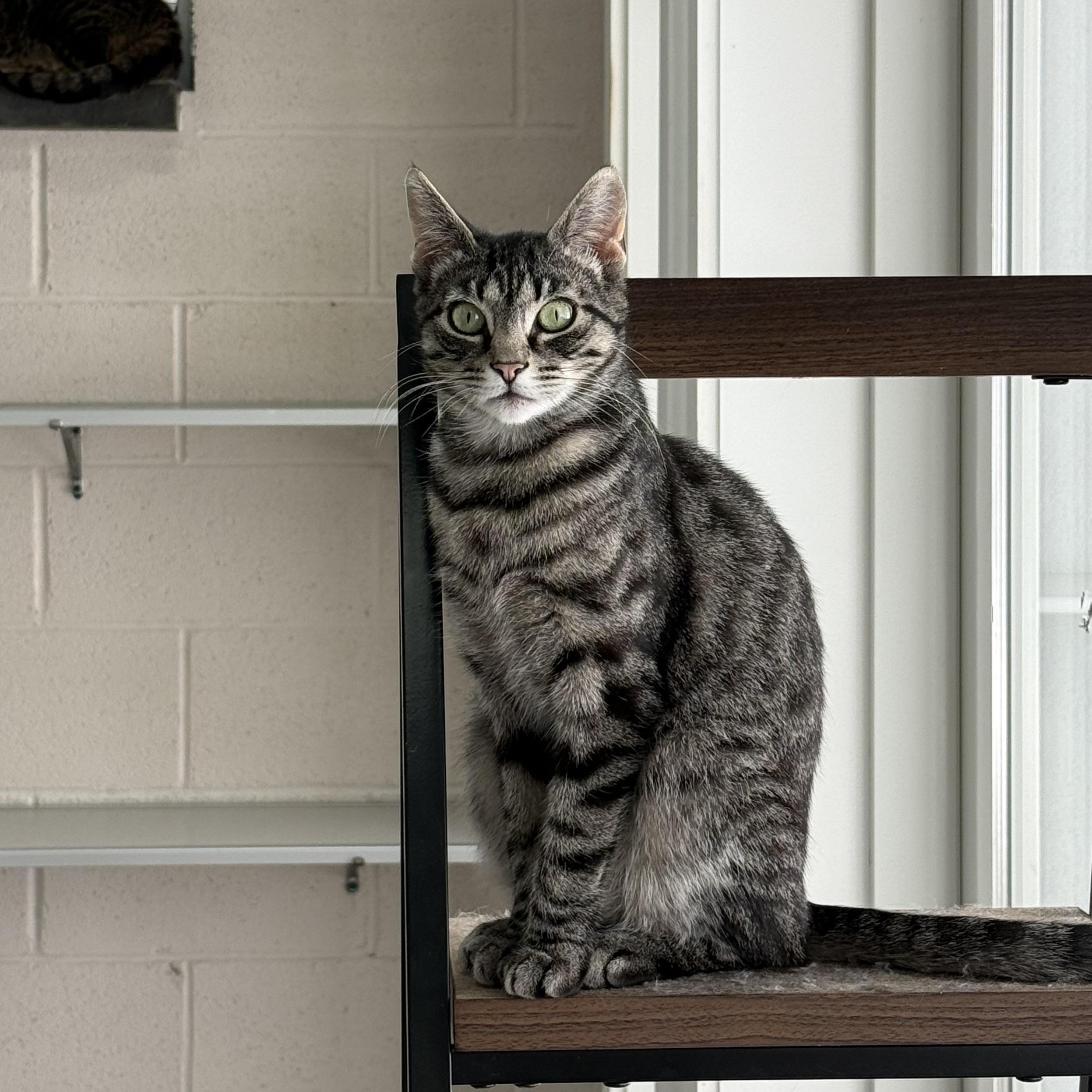 Enlarge Bacardi, a Adoptable mixed breed in West Milford, NJ image 5/5