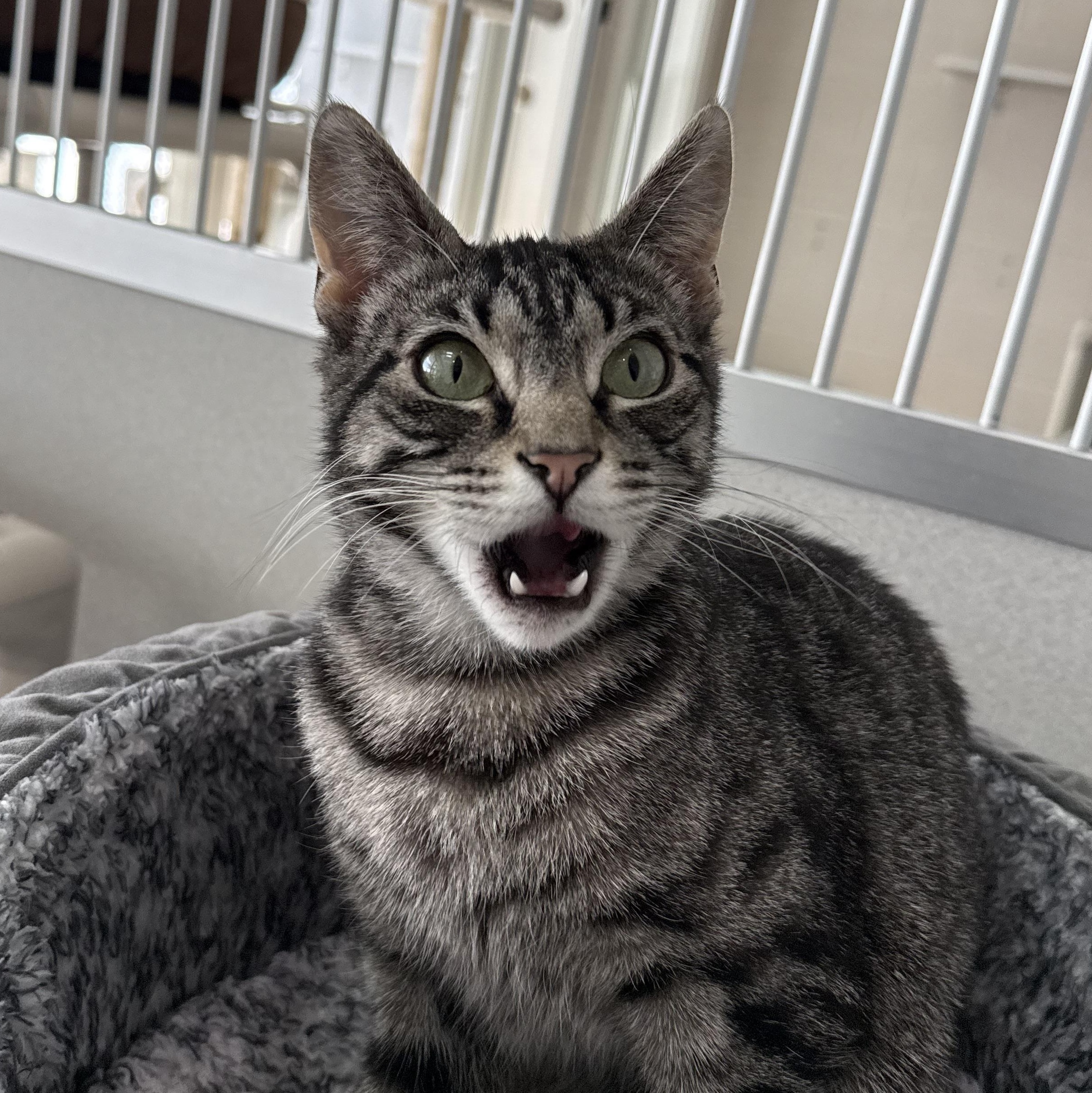 Enlarge Bacardi, a Adoptable mixed breed in West Milford, NJ image 3/5