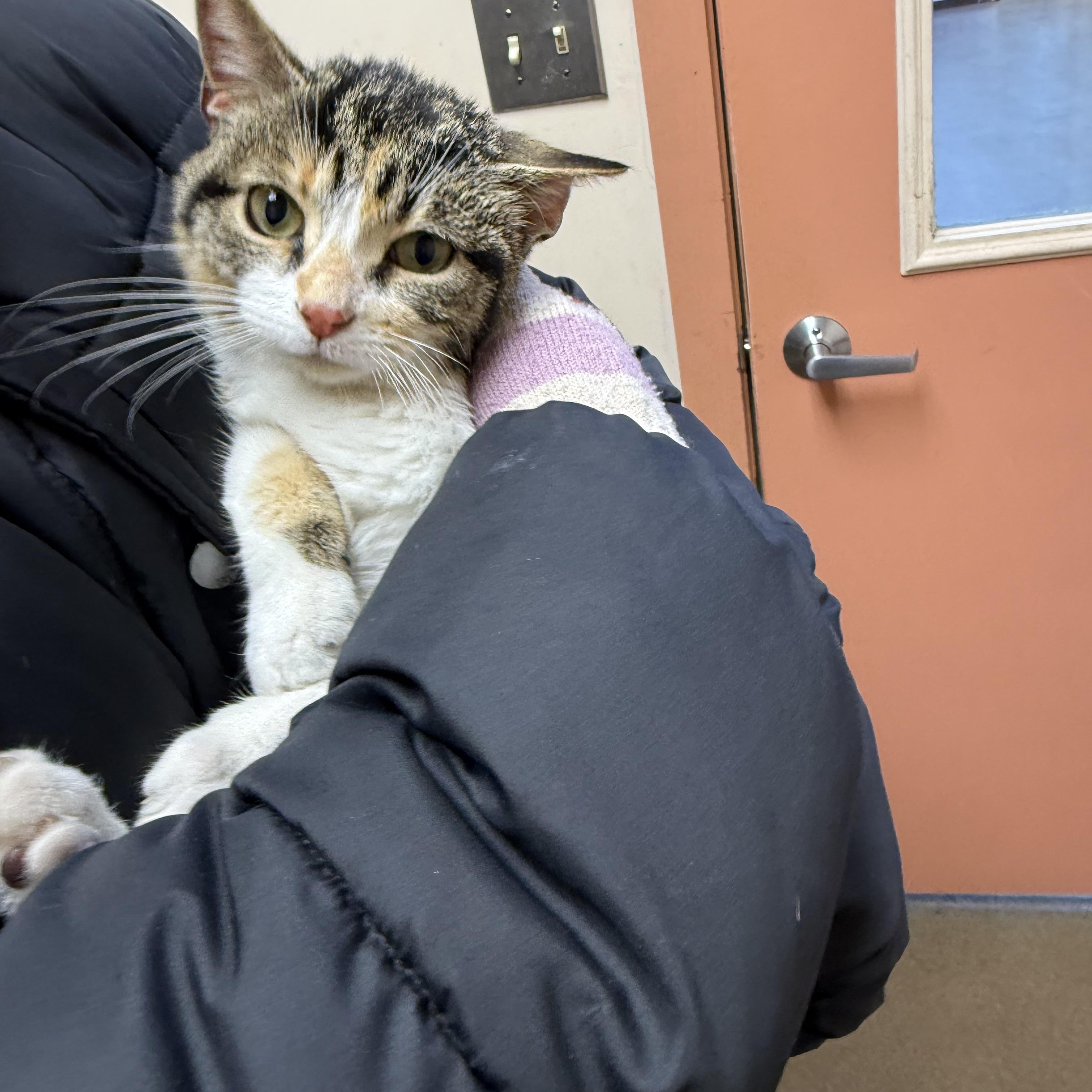 Enlarge Neve, a ADOPTABLE Domestic Short Hair in Steger, IL image 3/3