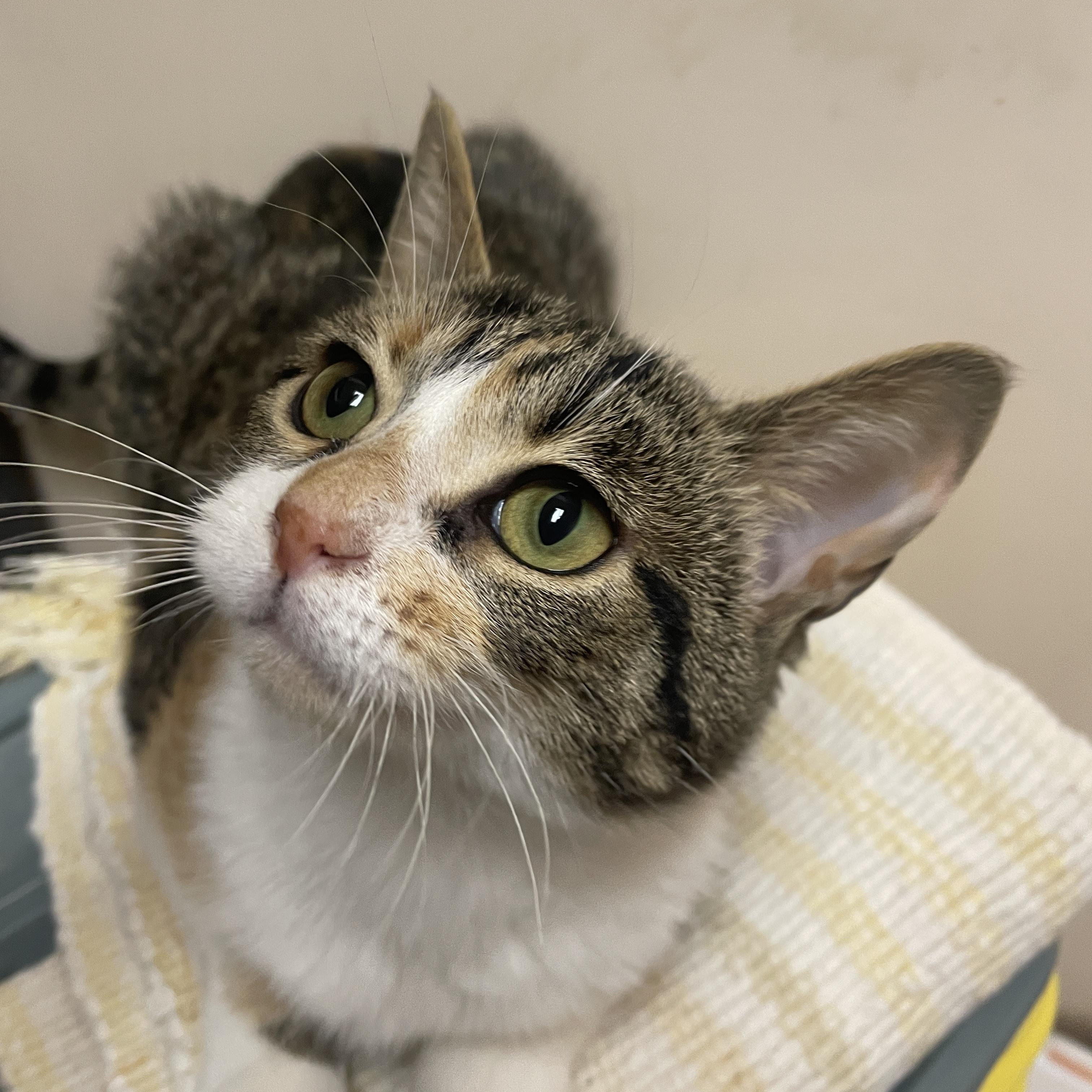 Enlarge Neve, a ADOPTABLE Domestic Short Hair in Steger, IL image 1/3