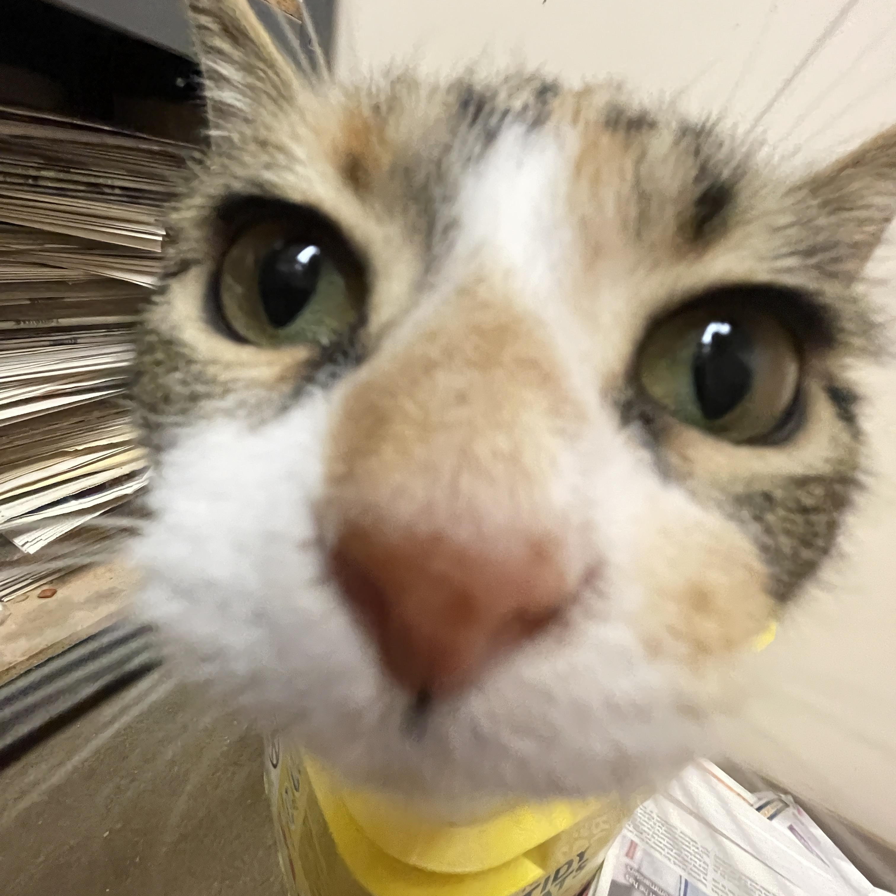 Enlarge Neve, a ADOPTABLE Domestic Short Hair in Steger, IL image 2/3