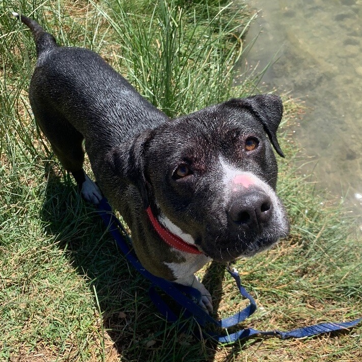 Dog for adoption Cheka Ark, the Wiggle Butt Happy Girl, an American