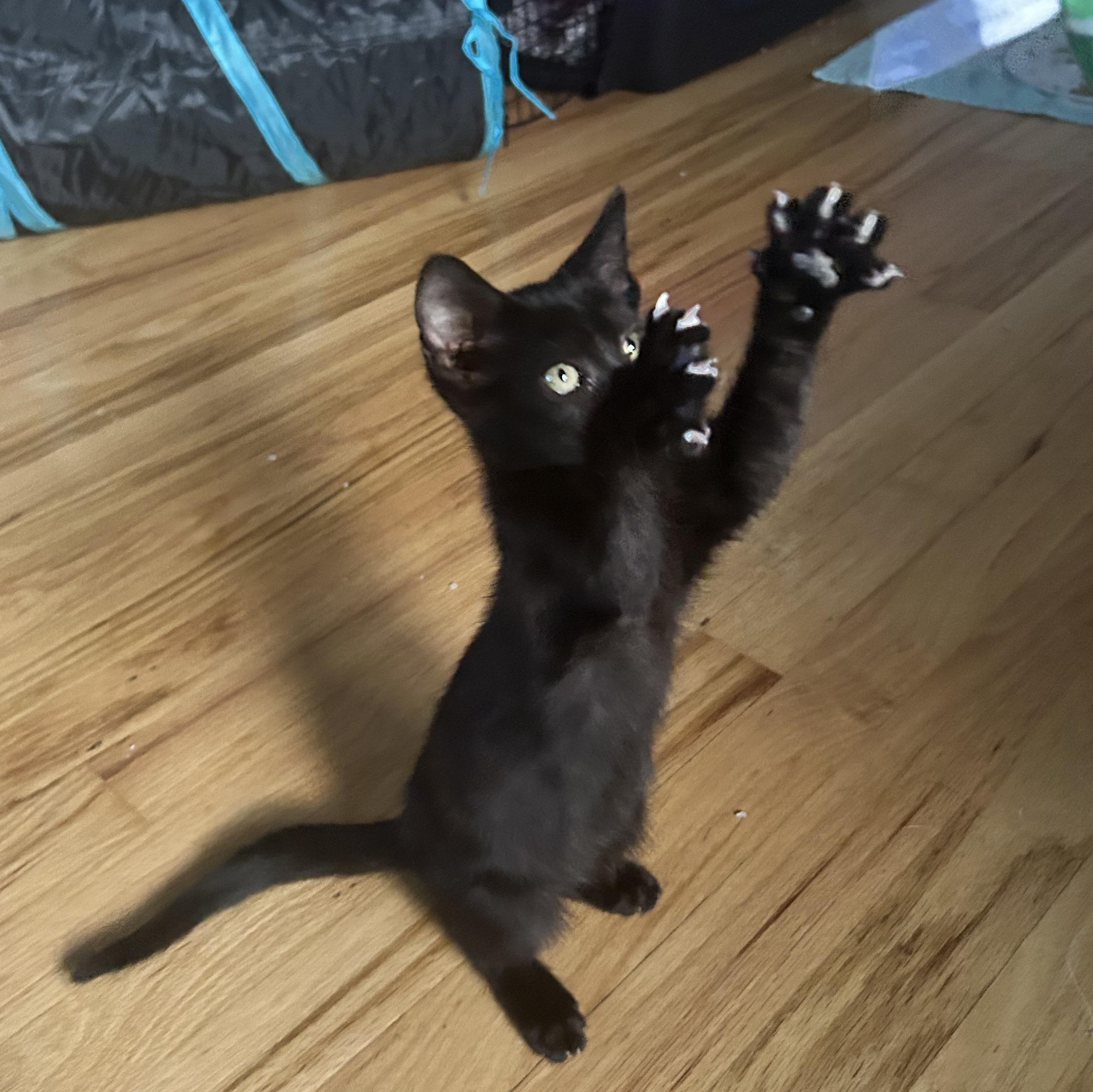 Cinderella Lindberg-McMahon