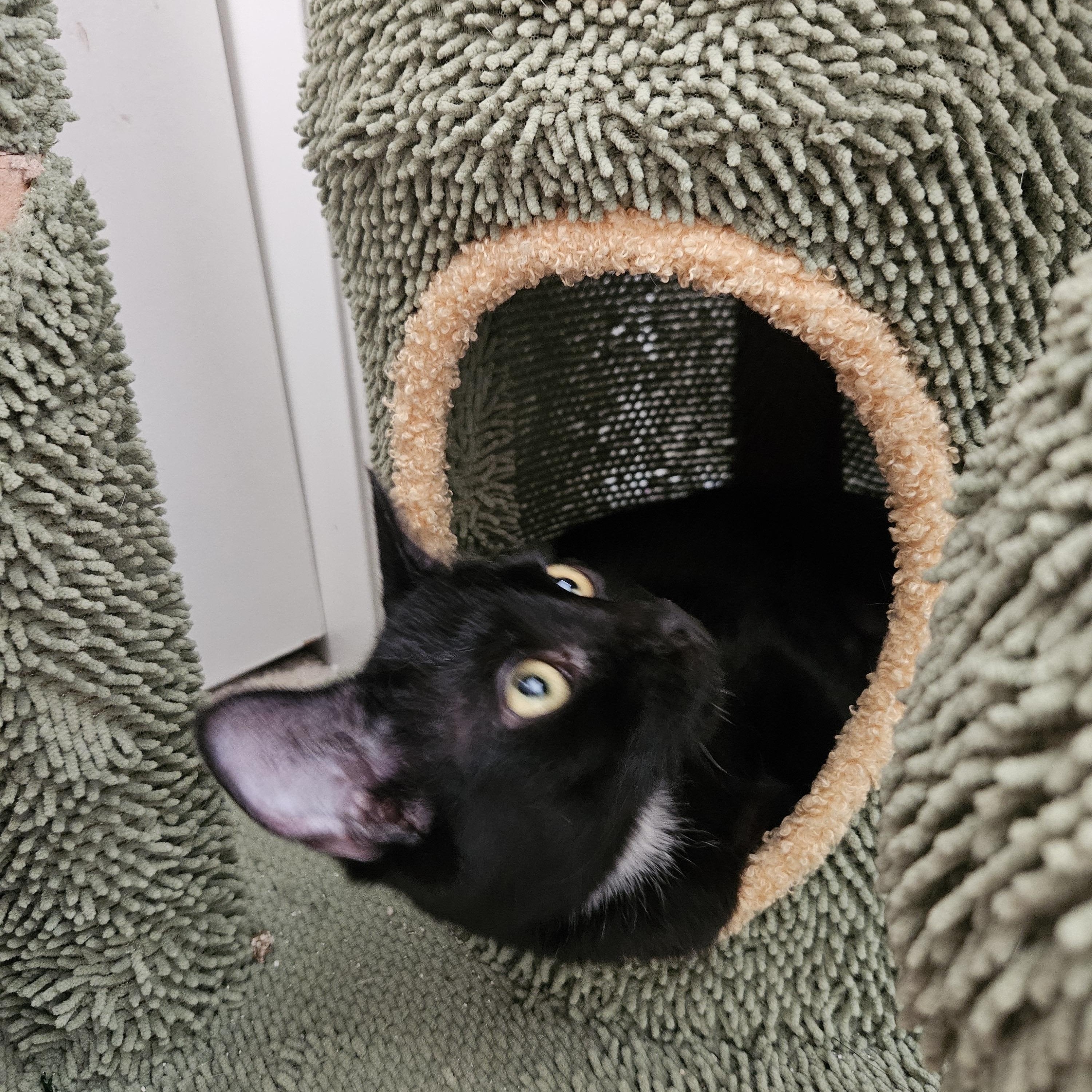 Enlarge Carrie, a Adoptable Bombay in Fresno, CA image 4/4