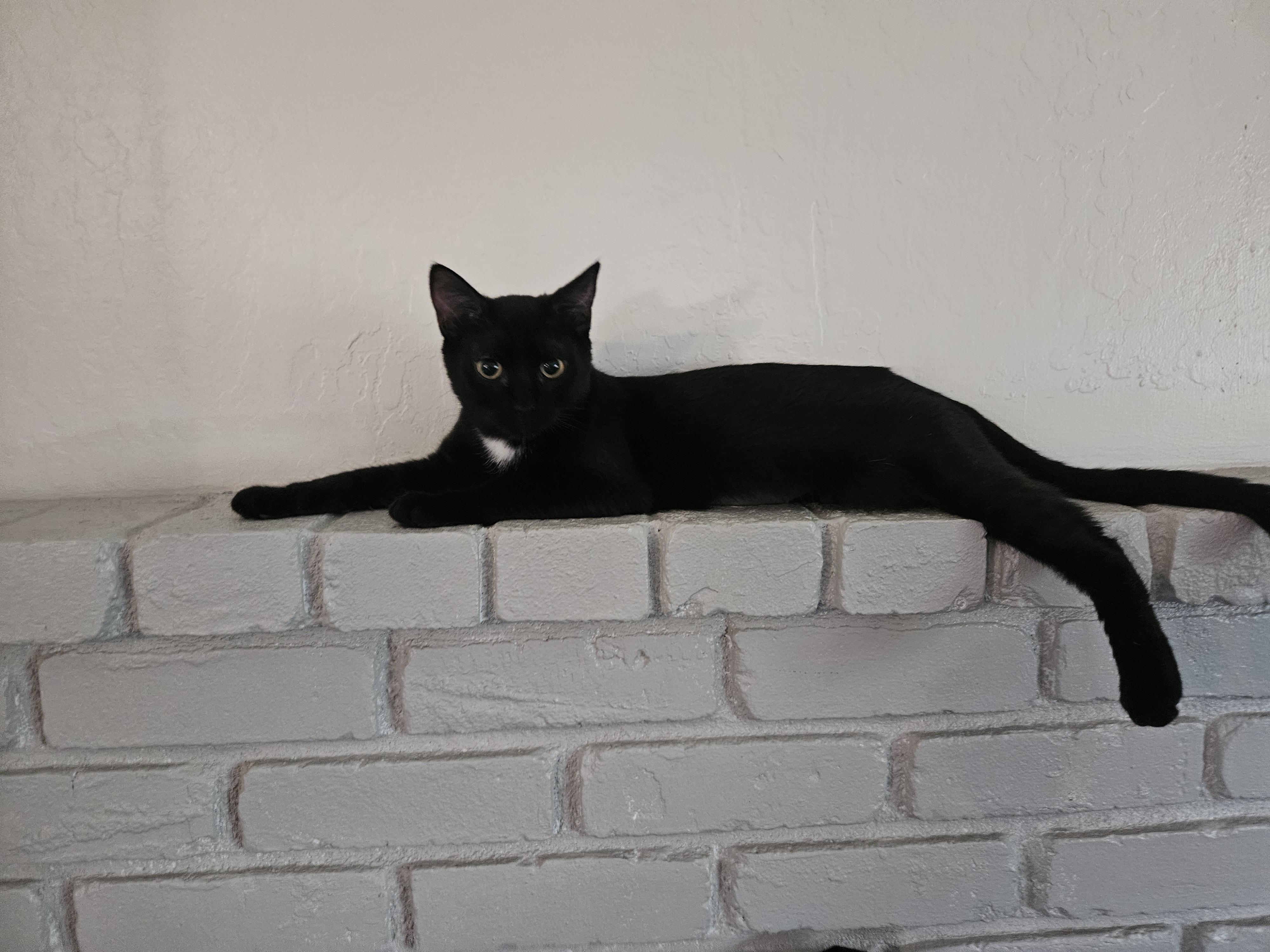 Enlarge Carrie, a Adoptable Bombay in Fresno, CA image 3/4