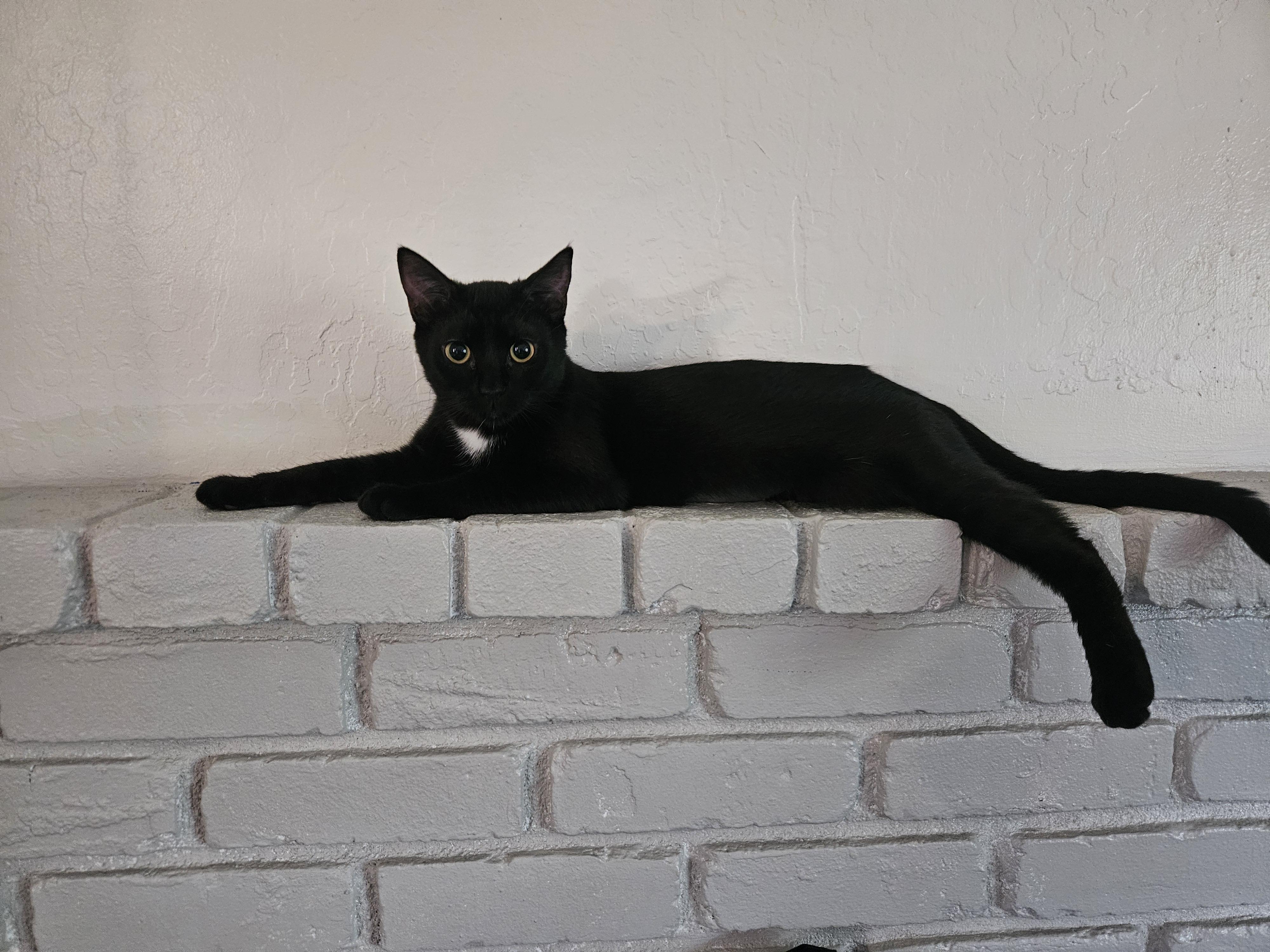 Carrie, Adoptable, Kitten Female Bombay.