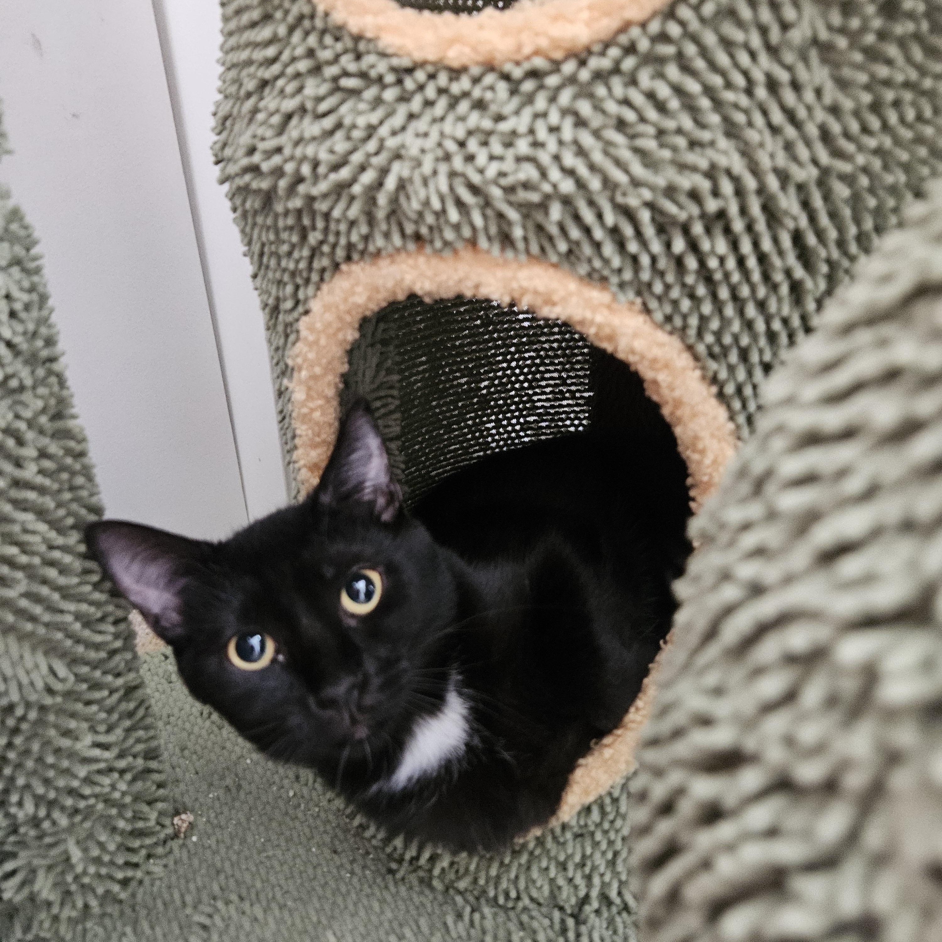 Enlarge Carrie, a Adoptable Bombay in Fresno, CA image 2/4