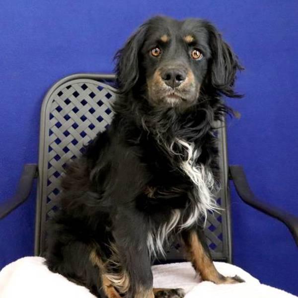 Dimitri, a Adoptable mixed breed in Fort Davis, TX image 1/2