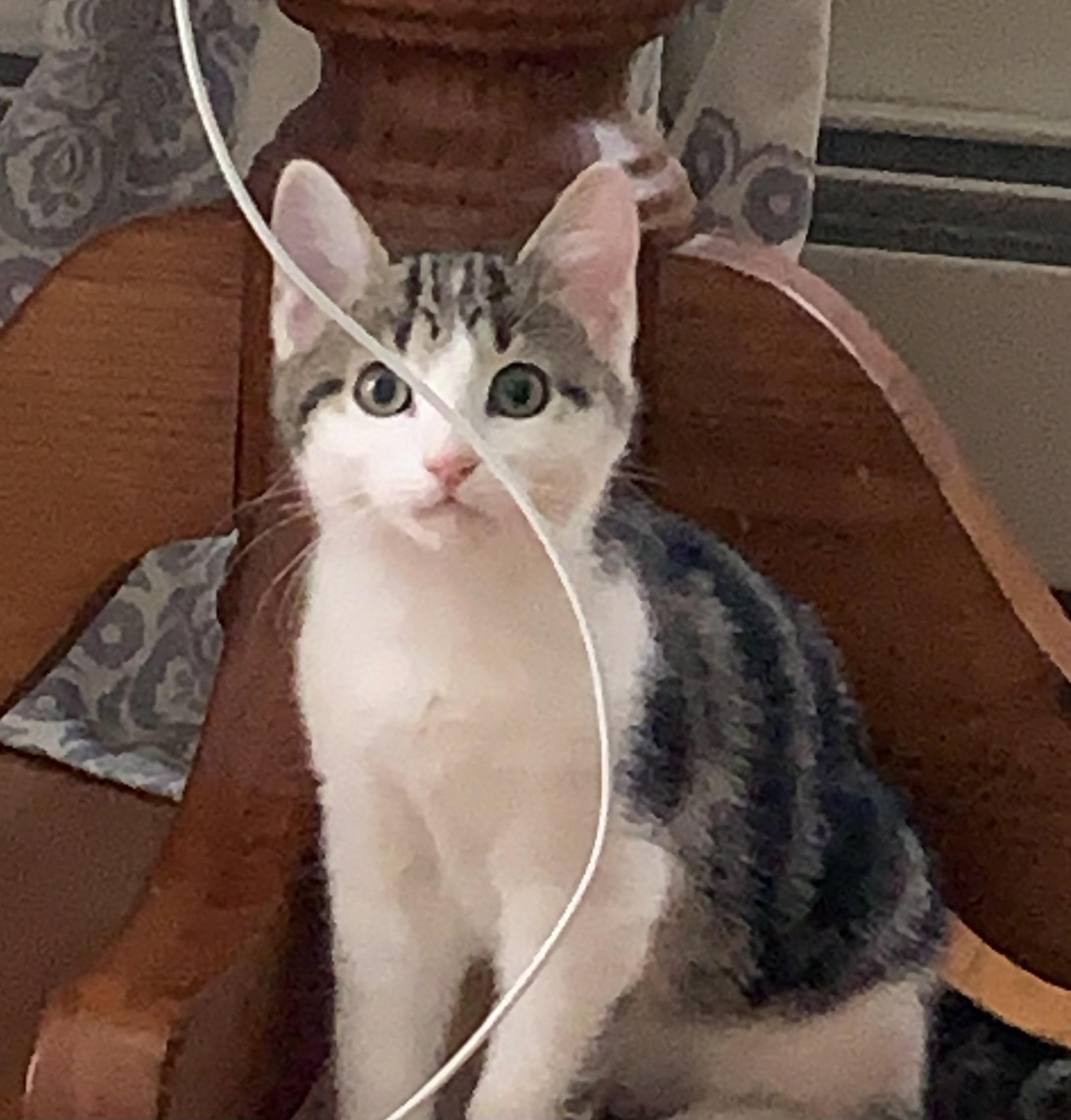 Ollie, ADOPTABLE, Kitten Male Domestic Short Hair.