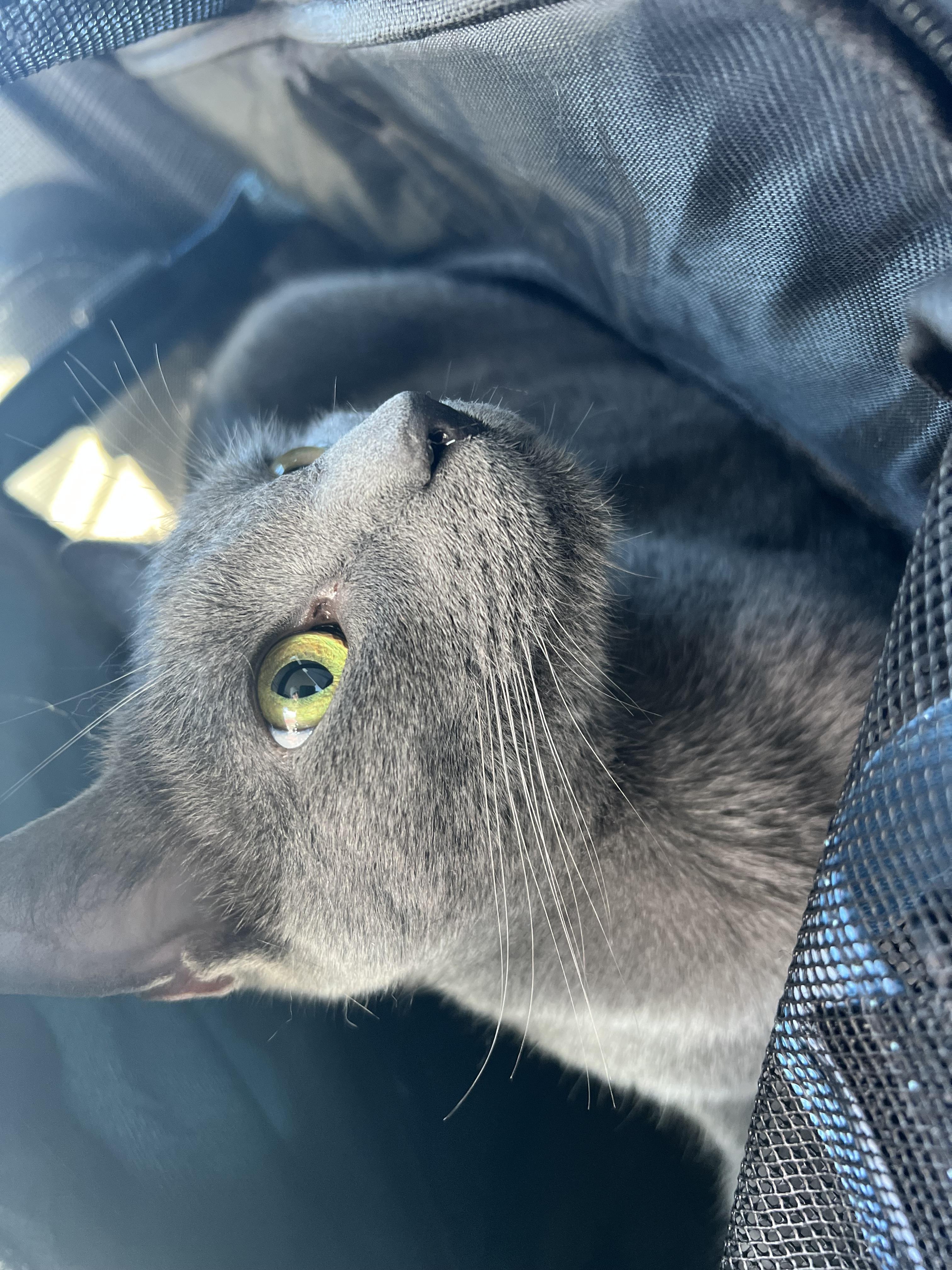 Enlarge Mochi, a Adoptable Russian Blue in Midlothian, TX image 2/3