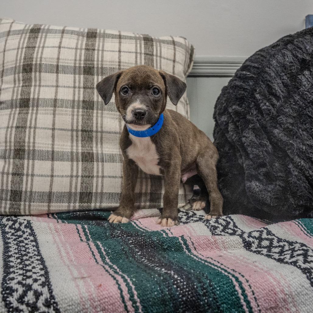 Myles, a Adoptable mixed breed in Pawling, NY image 1/6