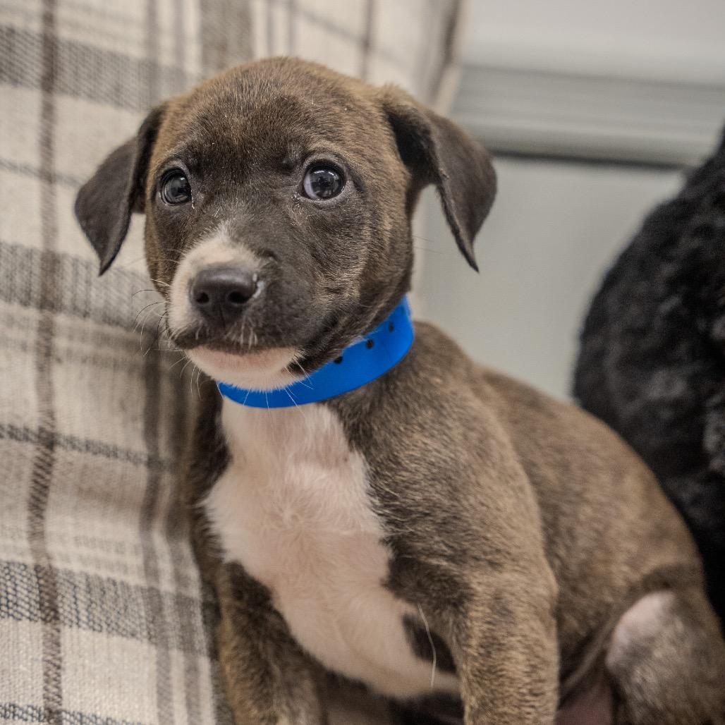 Myles, a Adoptable mixed breed in Pawling, NY image 2/6