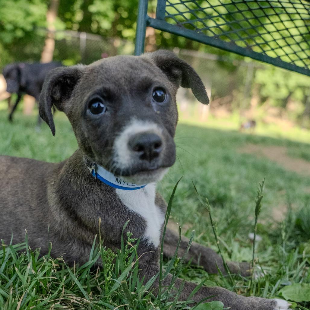 Myles, a Adoptable mixed breed in Pawling, NY image 3/6
