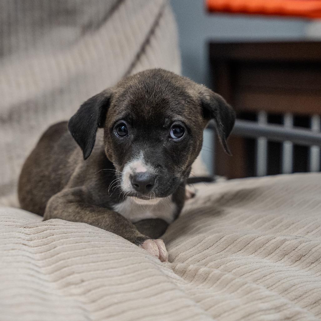 Myles, a Adoptable mixed breed in Pawling, NY image 4/6