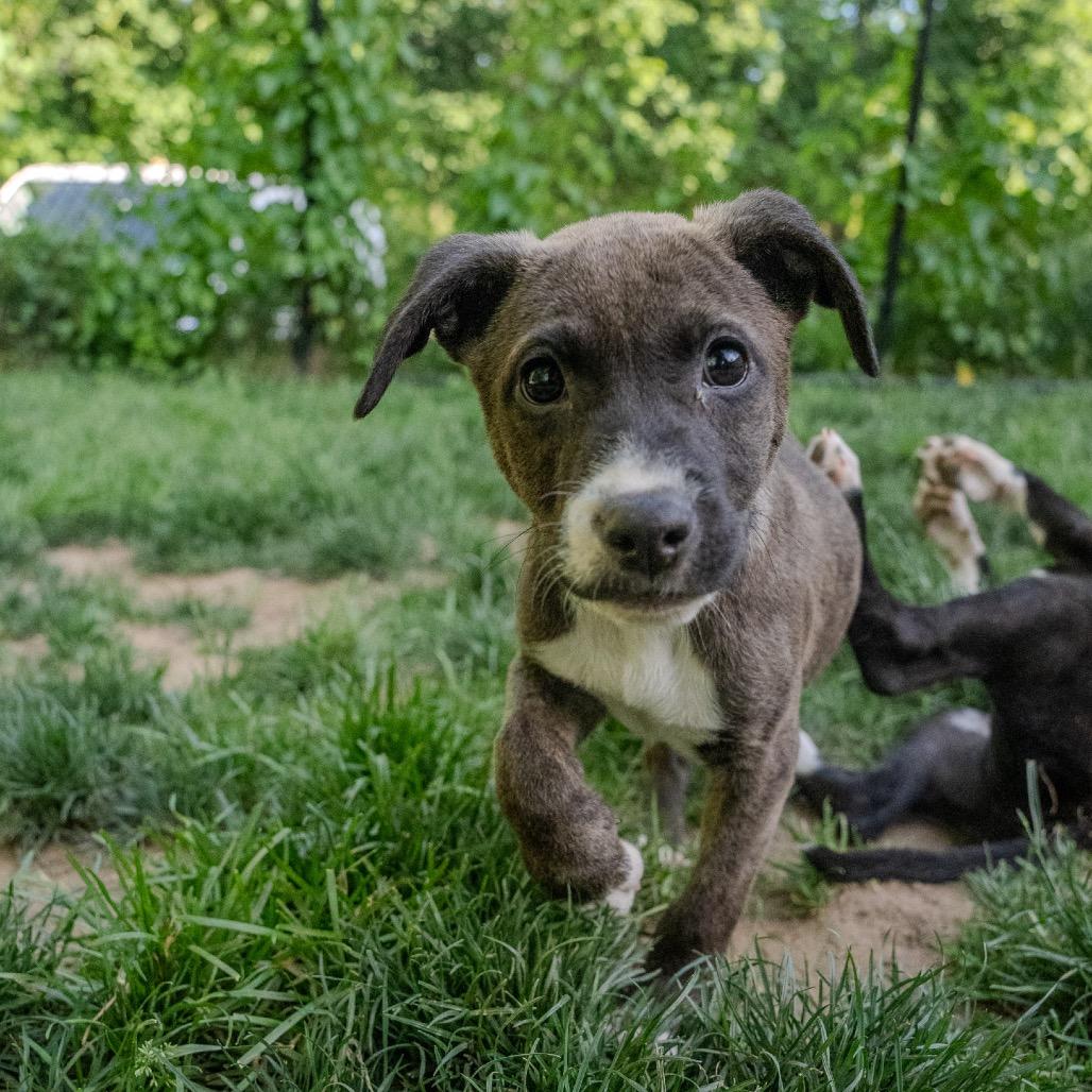 Myles, a Adoptable mixed breed in Pawling, NY image 5/6