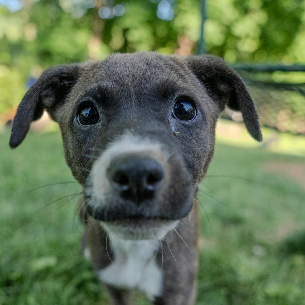 Myles, a Adoptable mixed breed in Pawling, NY image 6/6