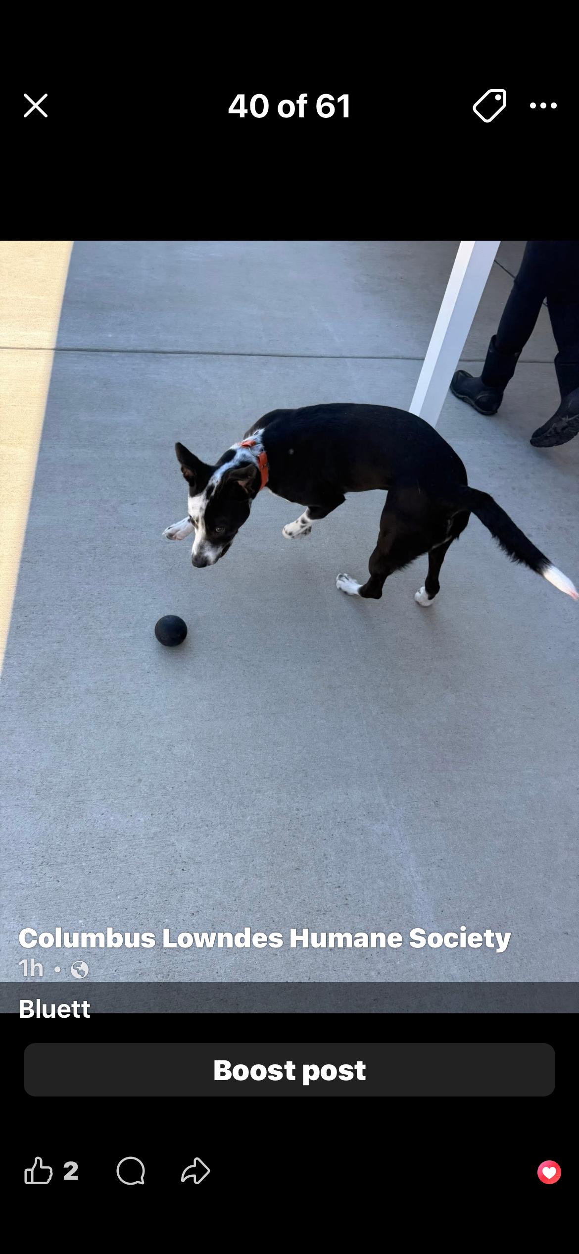 Bluett , ADOPTABLE, Adult Female American Bulldog.