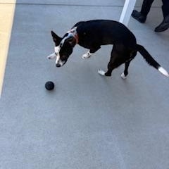 Bluett , ADOPTABLE, Adult Female Pit Bull Terrier & Mixed Breed.
