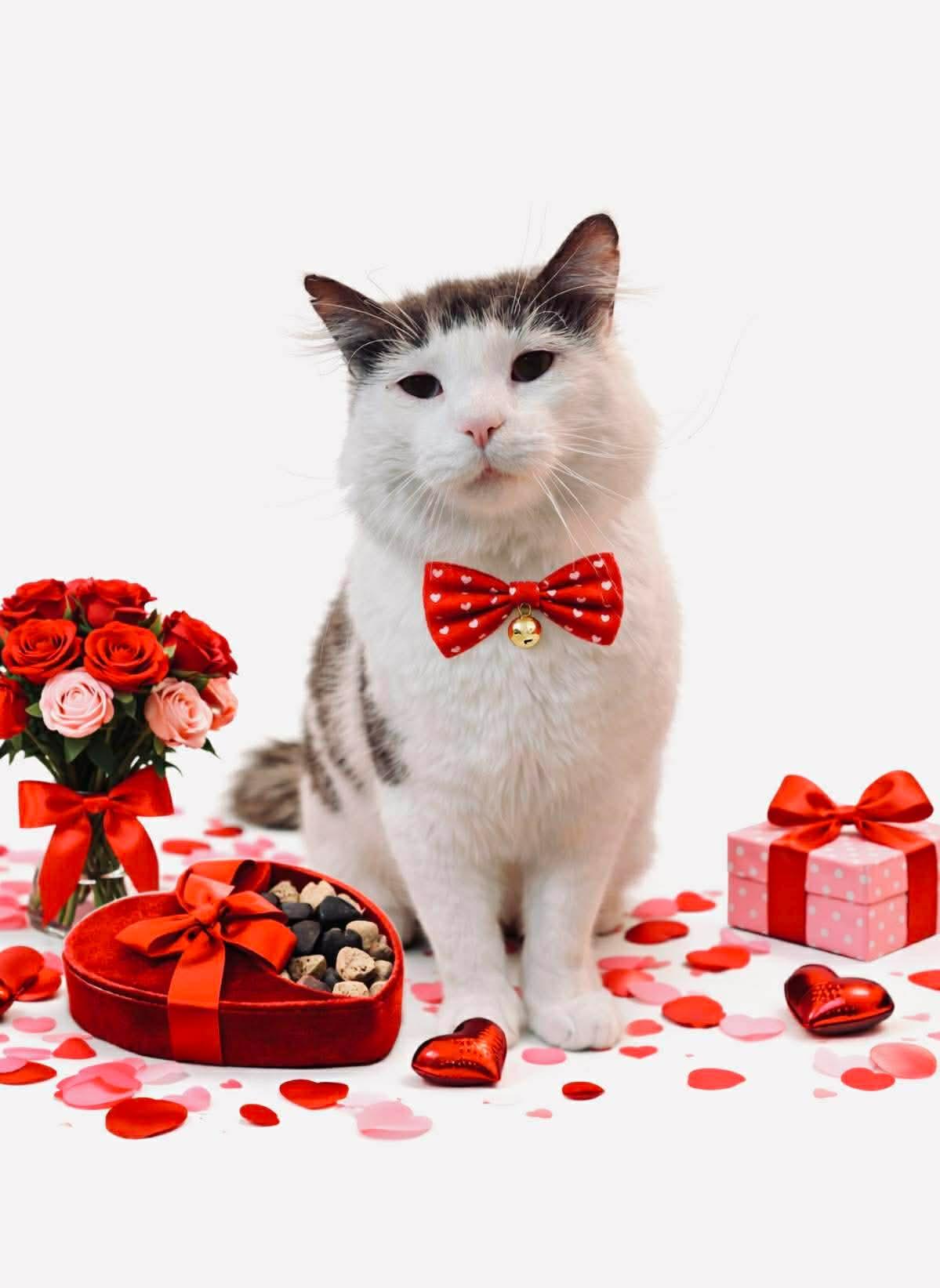 Enlarge Lloyd, a Adoptable Domestic Short Hair in DuBois, PA image 1/2